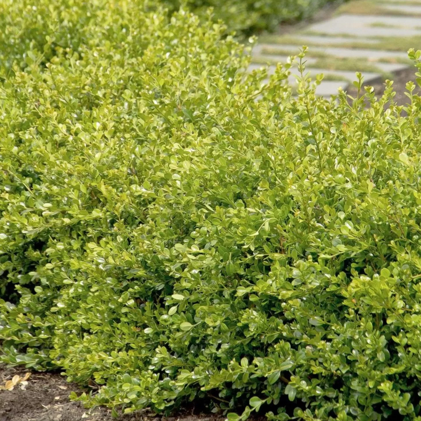 Landscape Plants>Roger's Gardens Buxus 'Winter Gem' - Winter Gem Boxwood - 10 Gallon