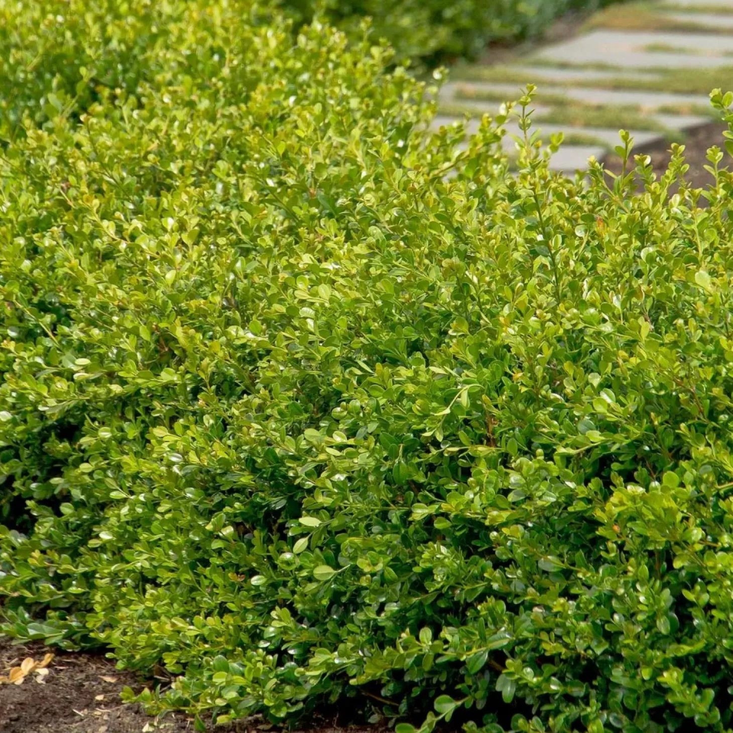 Landscape Plants>Roger's Gardens Buxus 'Winter Gem' - Winter Gem Boxwood - 1 Gallon