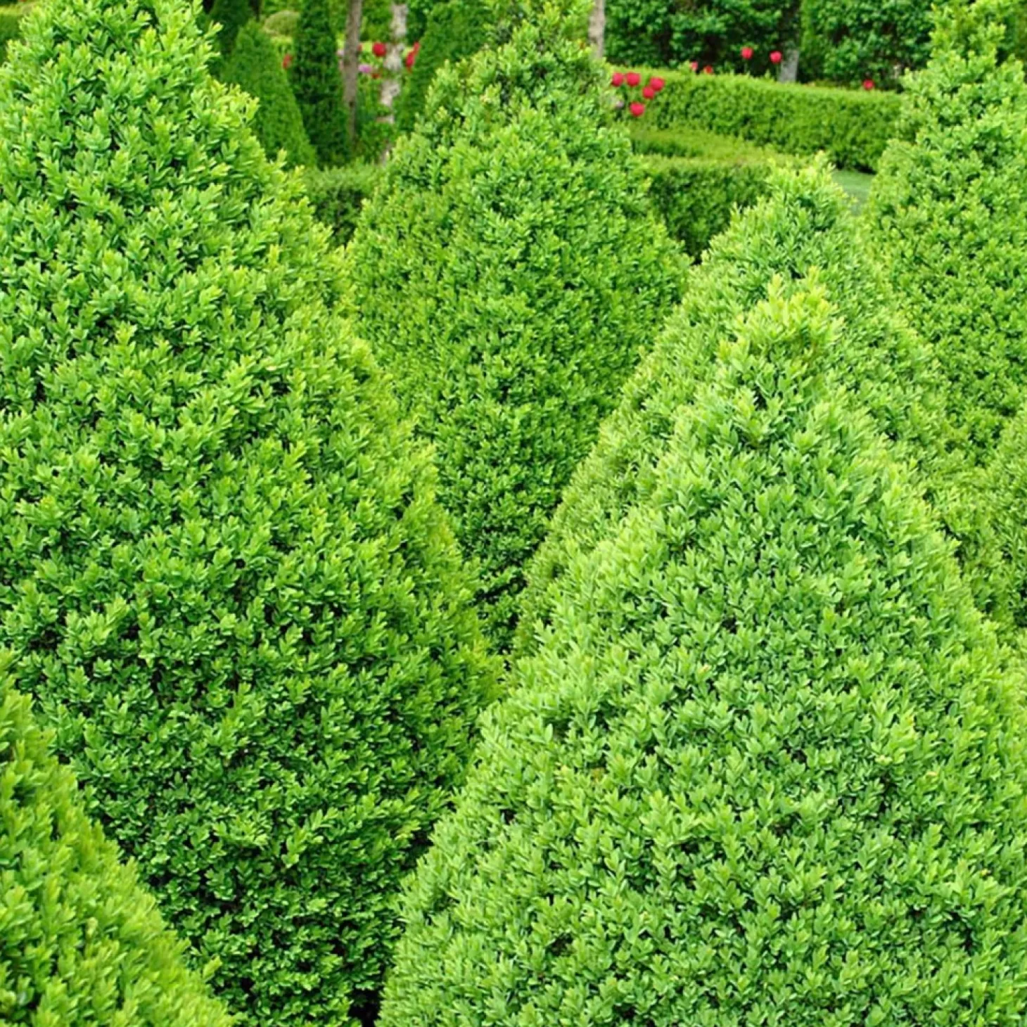 Landscape Plants>Roger's Gardens Buxus 'Winter Gem' - Winter Gem Boxwood - 5 Gallon