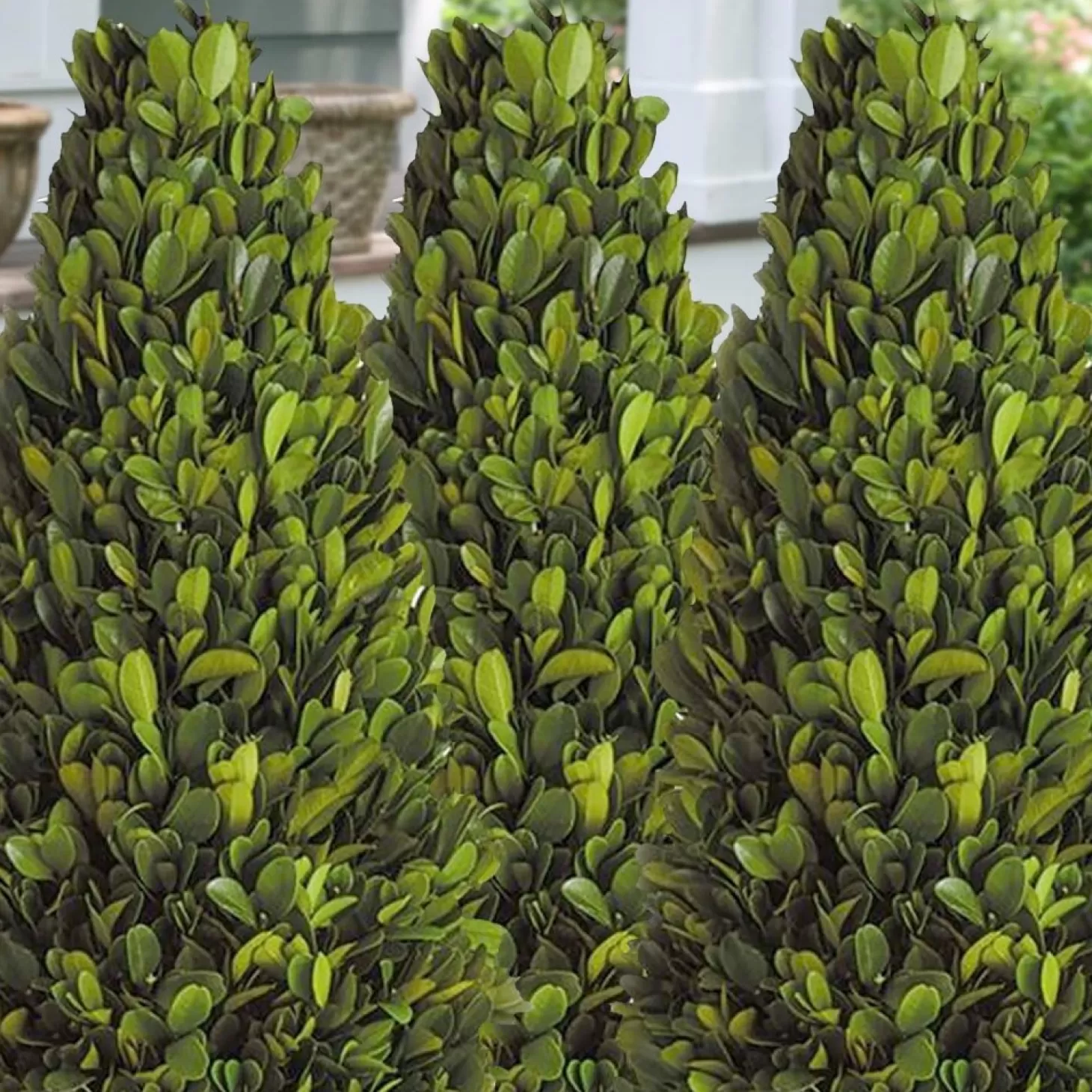 Landscape Plants>Roger's Gardens Buxus 'Winter Gem' - Winter Gem Boxwood - 5 Gallon