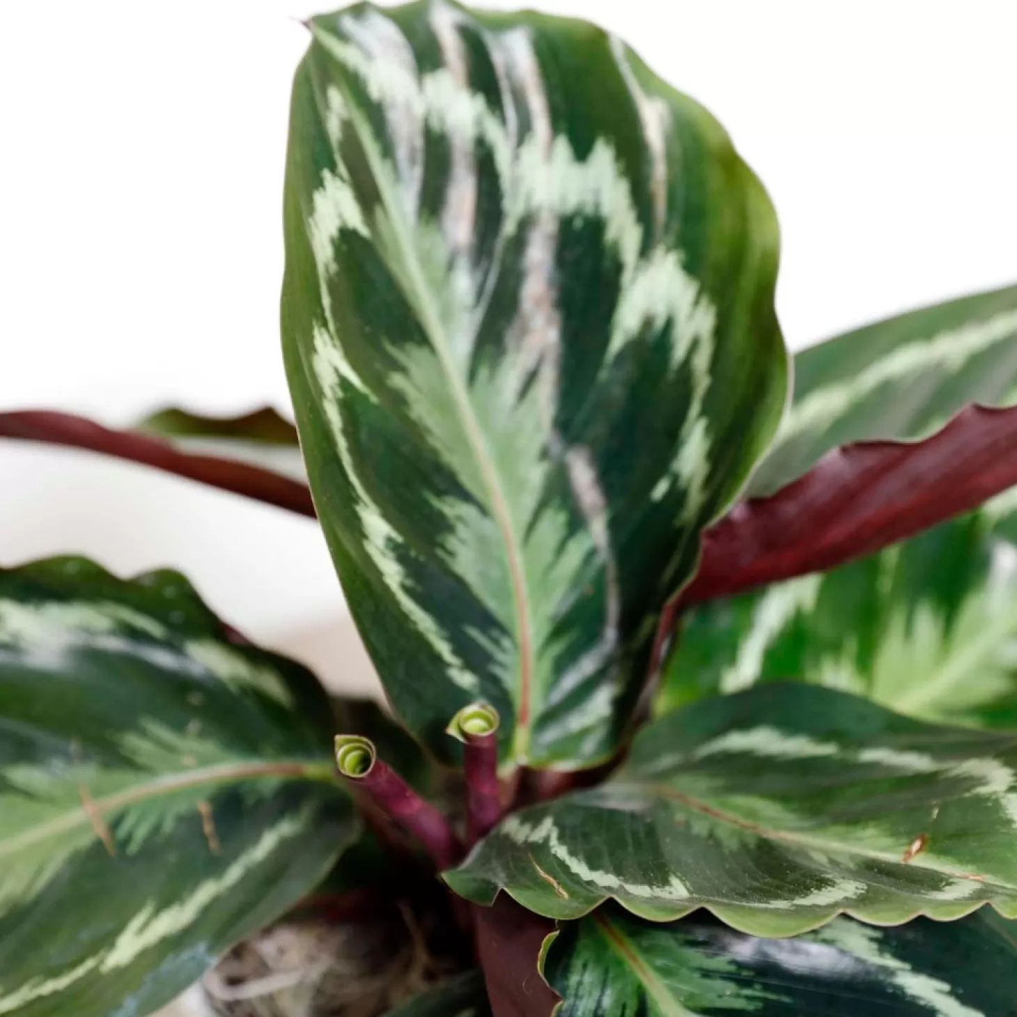 Indoor Plants>Roger's Gardens Calathea 'Medallion' - 6" Pot