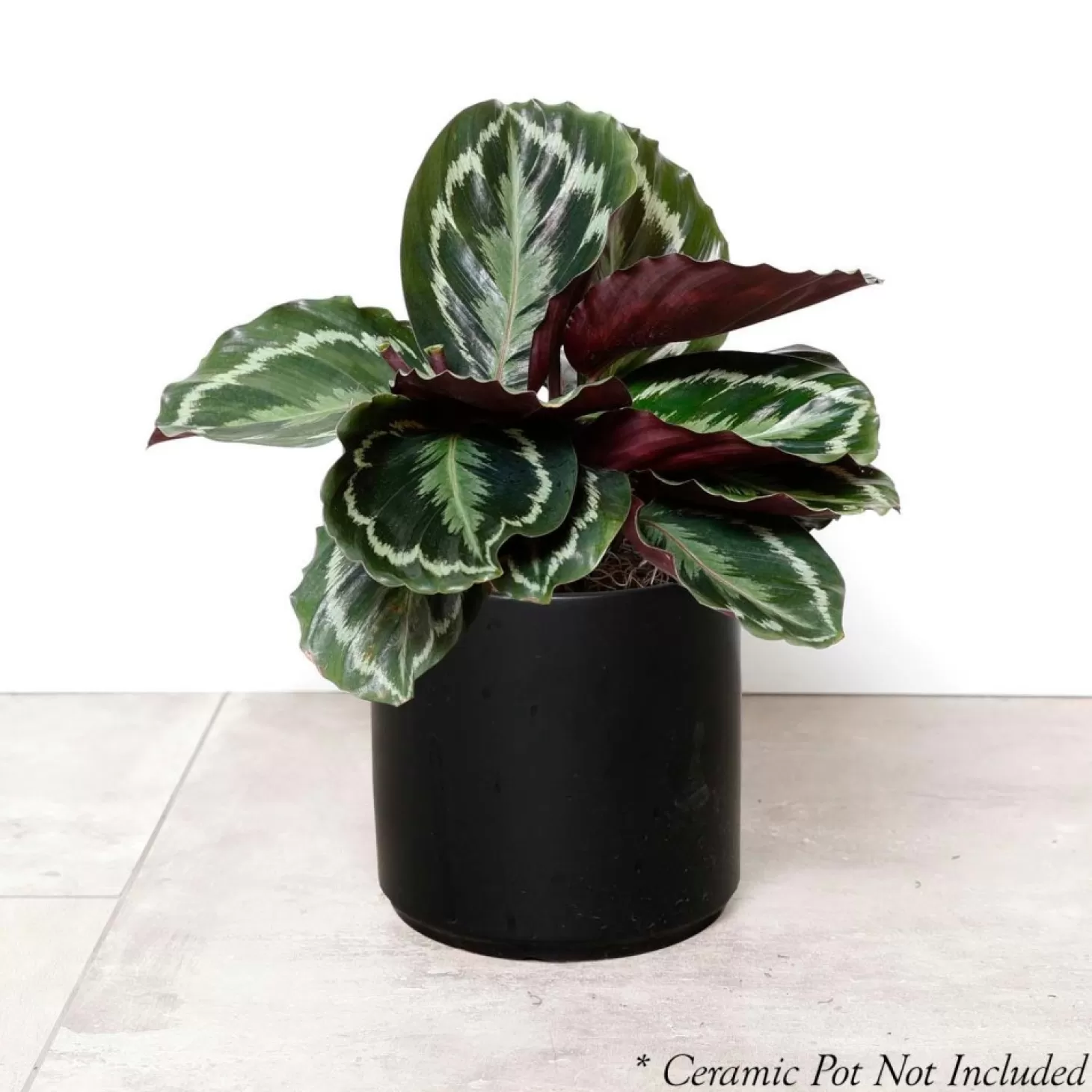 Indoor Plants>Roger's Gardens Calathea 'Medallion' - 6" Pot