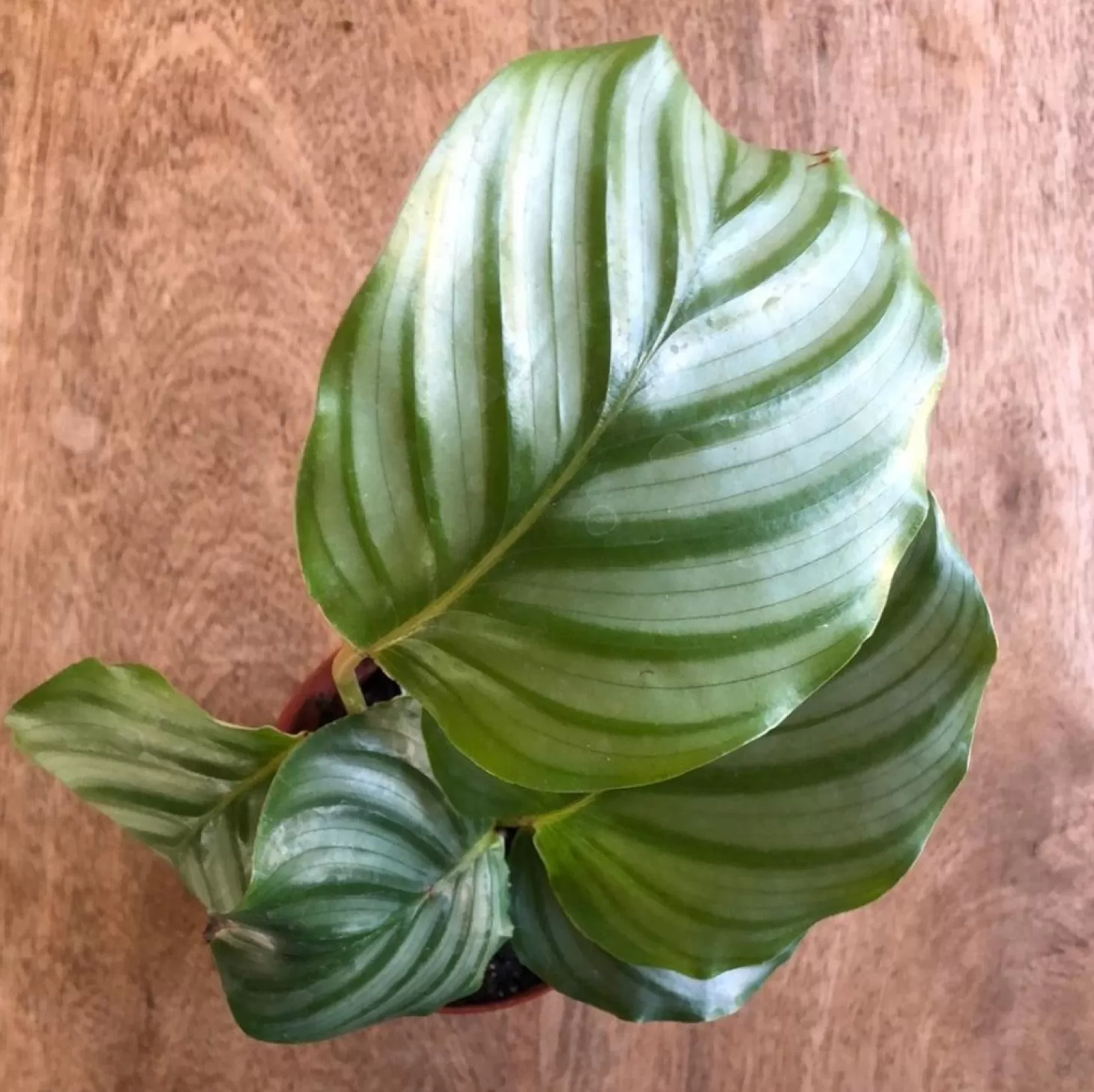 Indoor Plants>Roger's Gardens Calathea Orbifolia - 4In