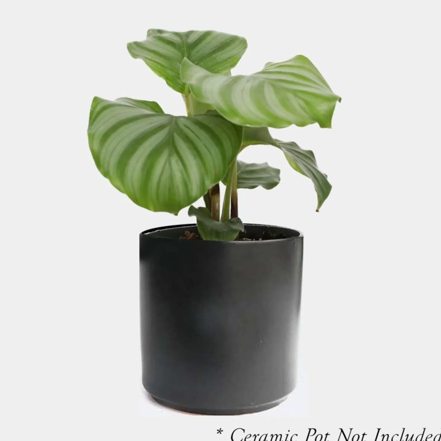 Indoor Plants>Roger's Gardens Calathea Orbifolia - 4In