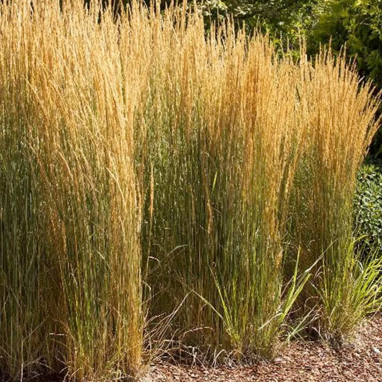 Landscape Plants>Roger's Gardens Callimagrostis 'Overdam' - 1 Gallon