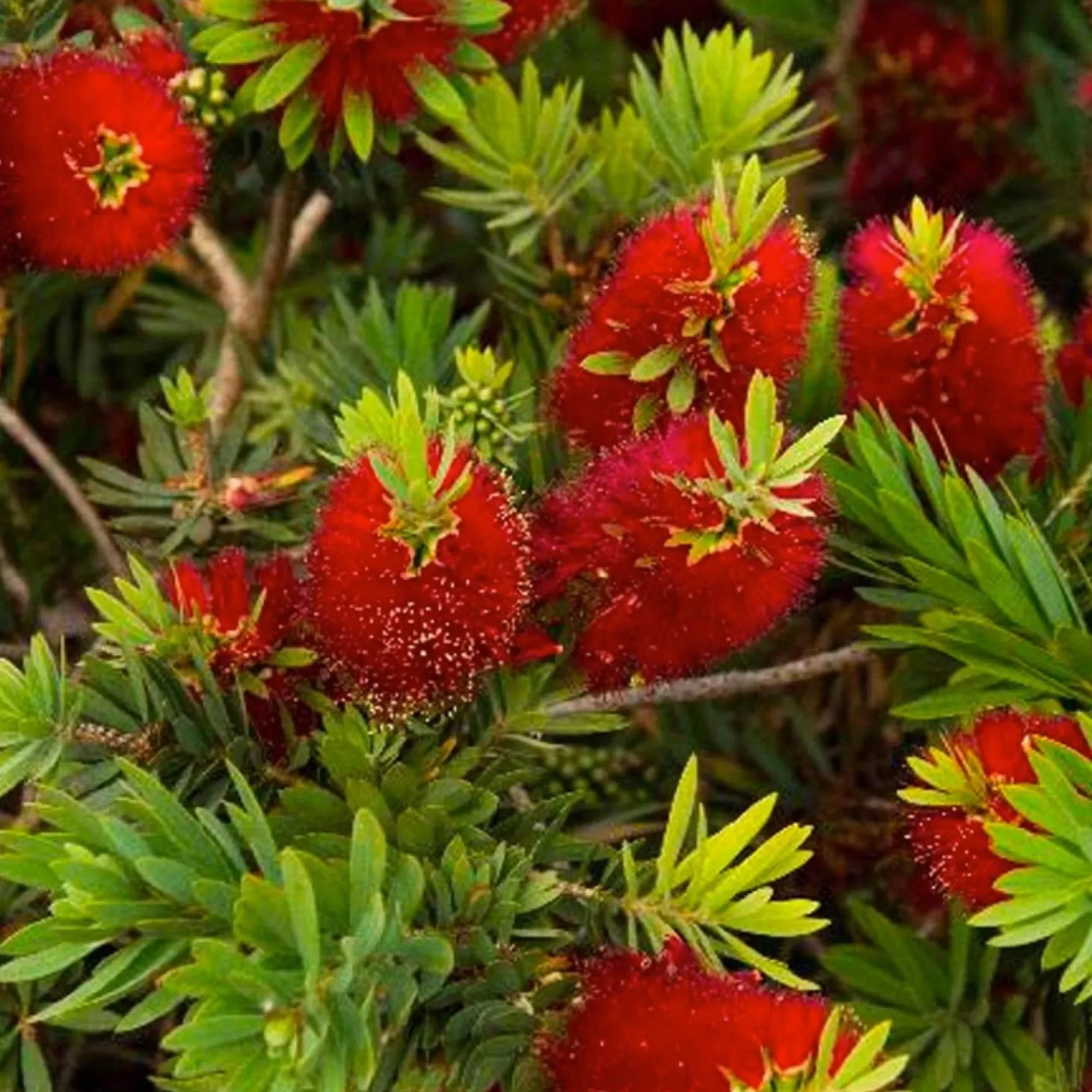 Landscape Plants>Roger's Gardens Callistemon 'Little John' - Little John Dwarf Bottlebrush - 1 Gallon