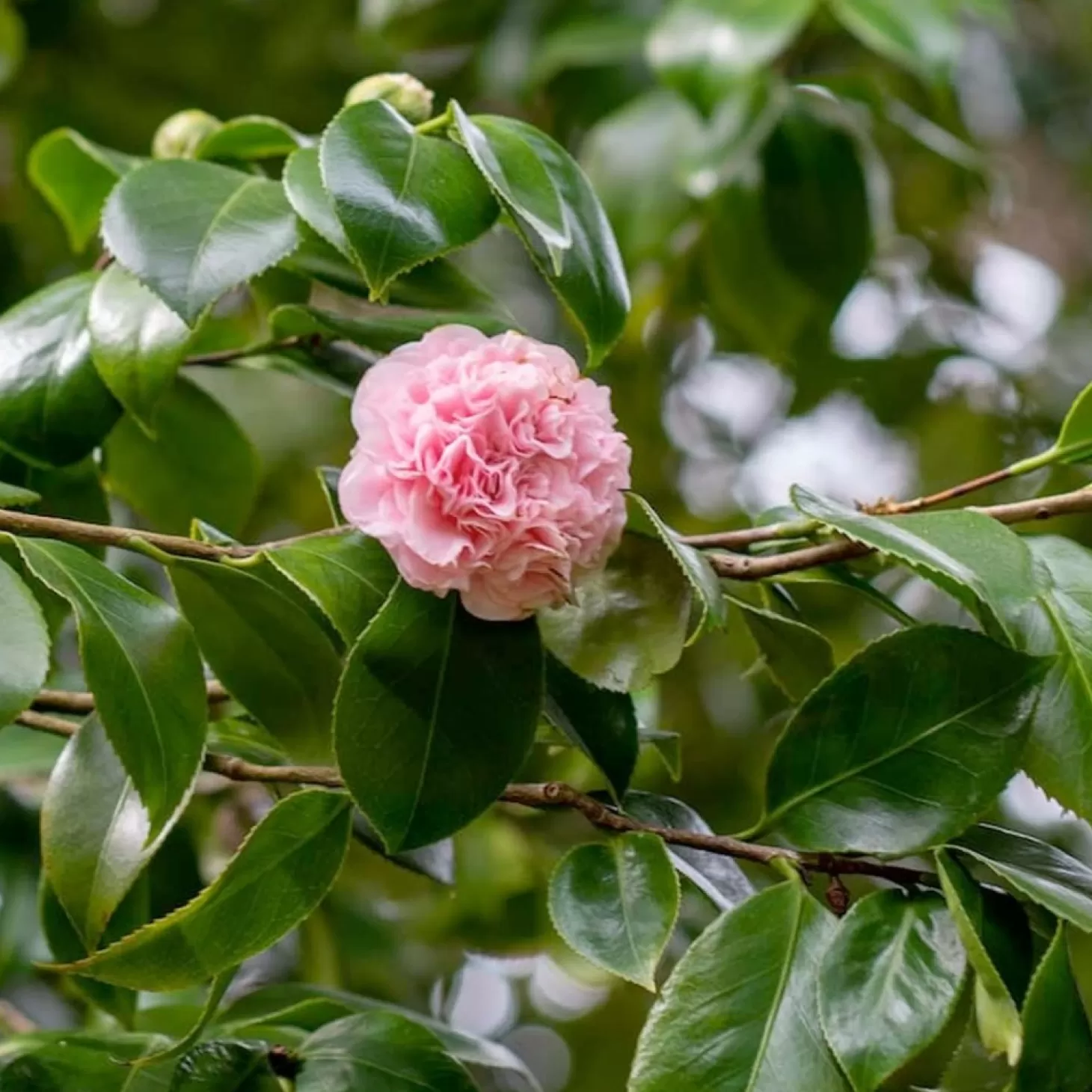 Landscape Plants>Roger's Gardens Camellia Japonica 'Debutante' - Debutante Camellia - 2 Gallon