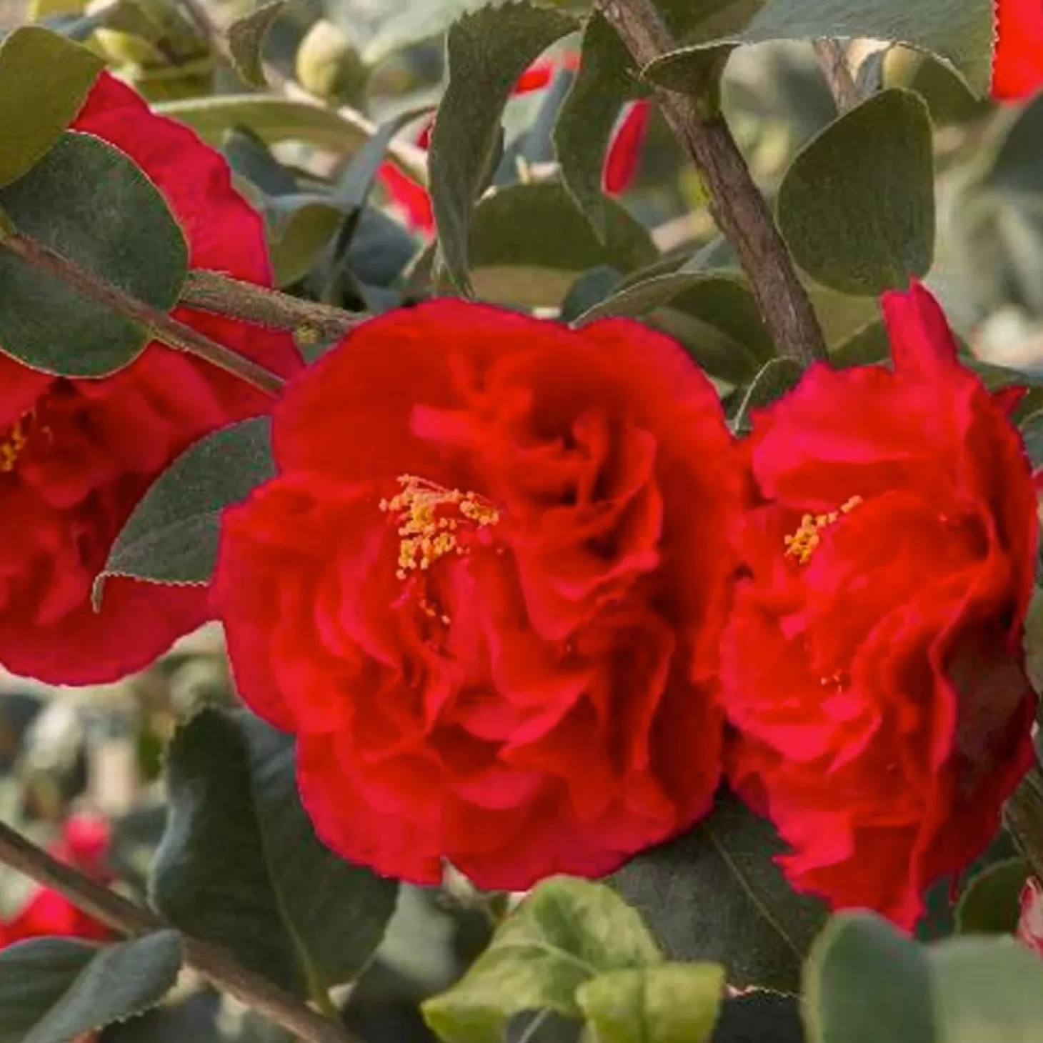 Landscape Plants>Roger's Gardens Camellia 'Kramer's Supreme' - Kramer's Supreme Camellia - 5 Gallon