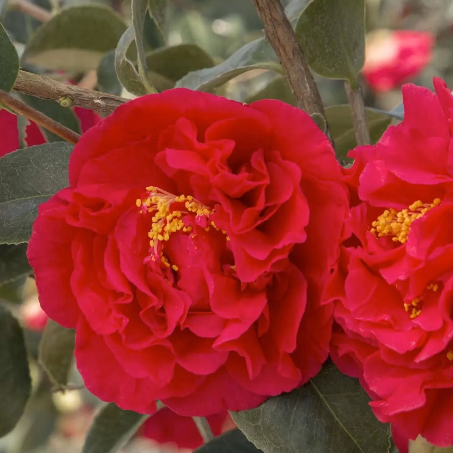 Landscape Plants>Roger's Gardens Camellia 'Kramer's Supreme' - Kramer's Supreme Camellia - 7 Gallon