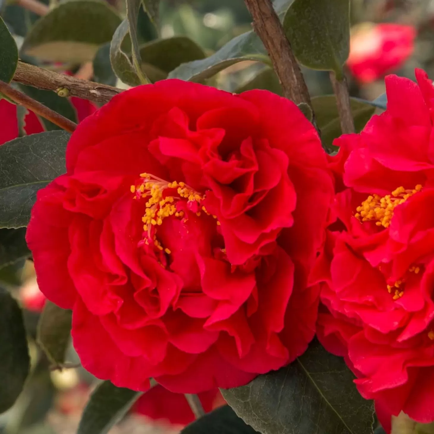 Landscape Plants>Roger's Gardens Camellia 'Kramer's Supreme' - Kramer's Supreme Camellia Tree - 5 Gallon