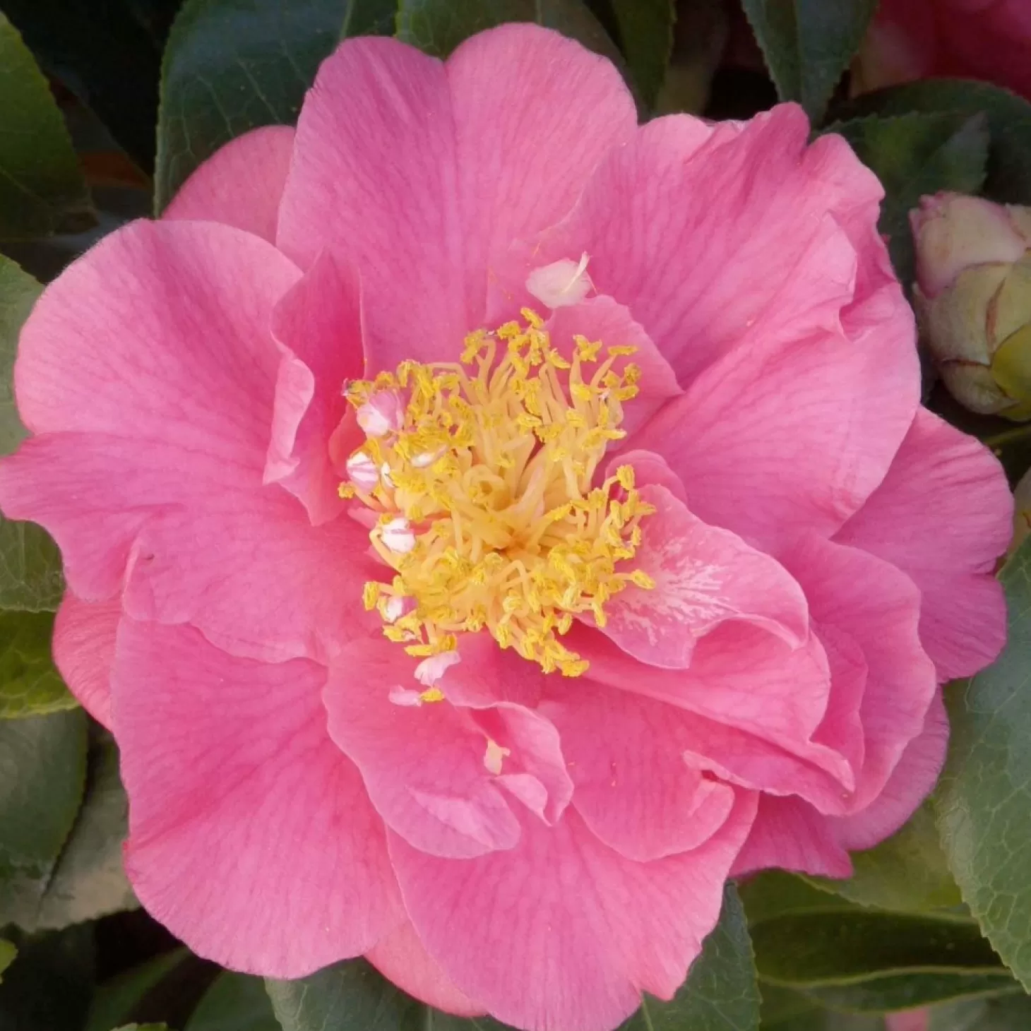 Landscape Plants>Roger's Gardens Camellia 'Kumasaka' - Kumasaka Camellia - 5 Gallon