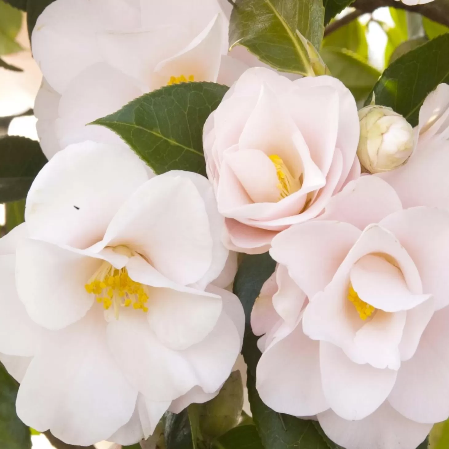 Landscape Plants>Roger's Gardens Camellia 'Magnoliaeflora' - Magnoliaeflora Camellia - 5 Gallon