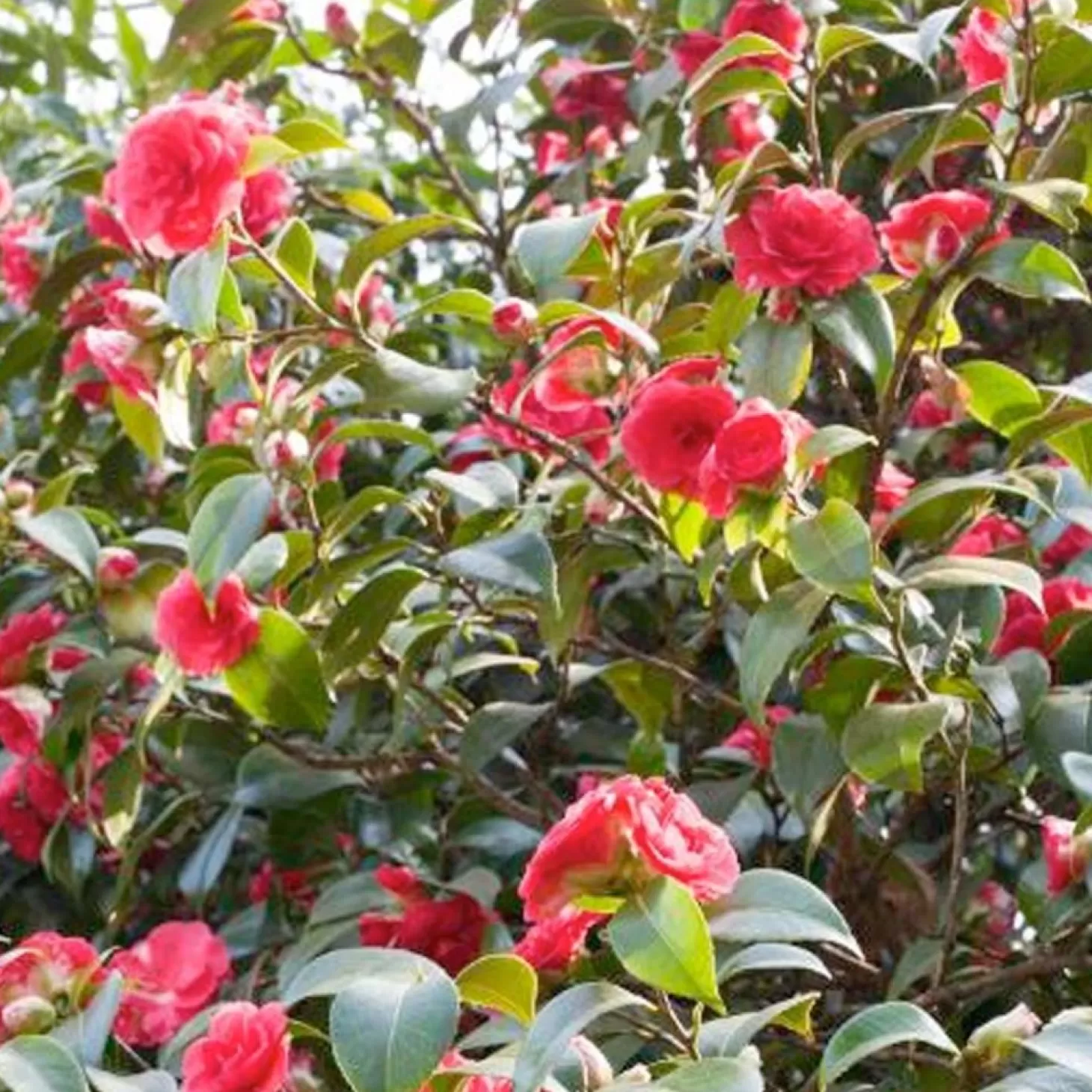 Landscape Plants>Roger's Gardens Camellia 'Mathotiana Supreme' - Mathotiana Supreme Camellia - 5 Gallon