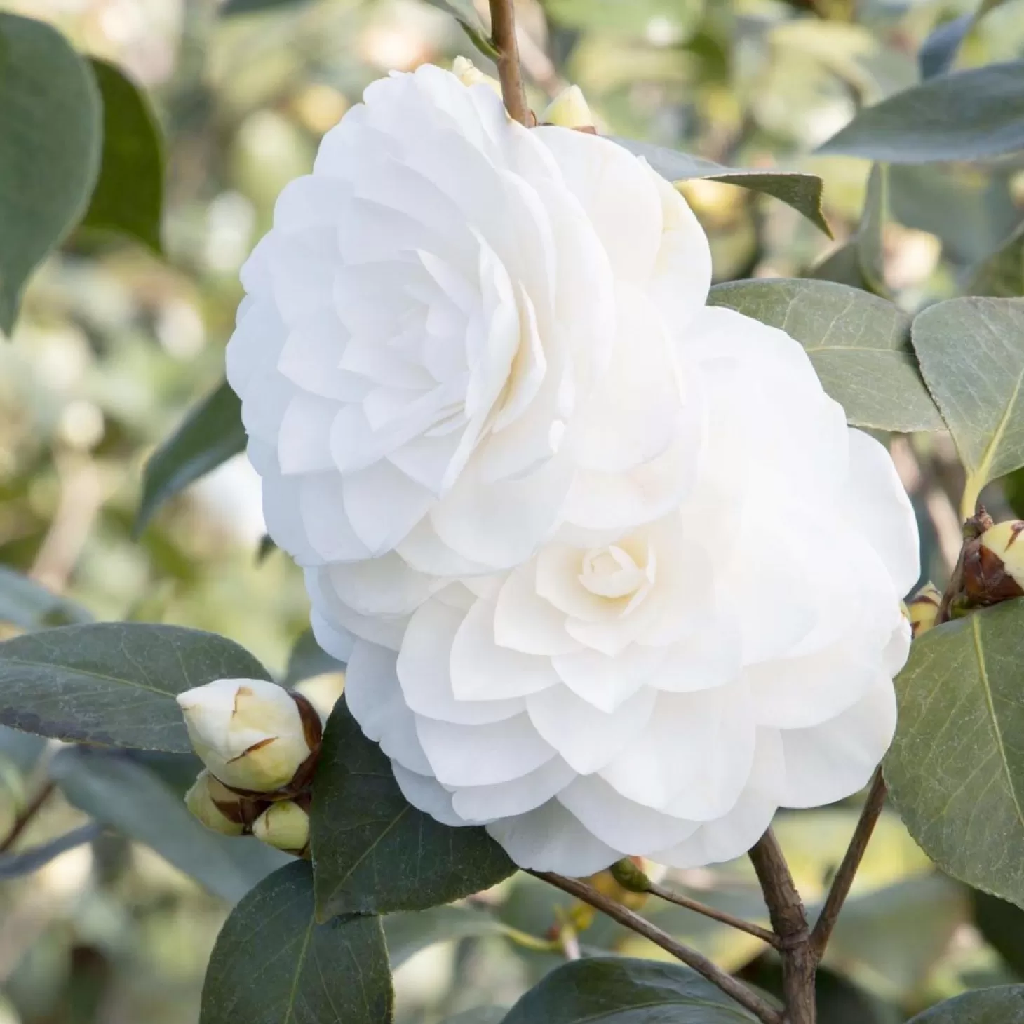 Landscape Plants>Roger's Gardens Camellia 'Nuccio's Gem' - Nuccio's Gem Camellia - 7 Gallon