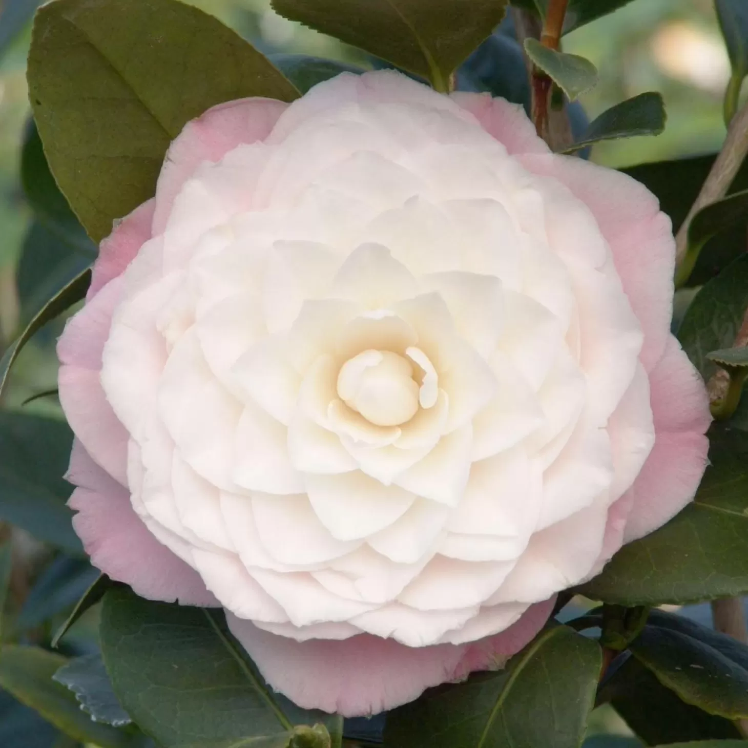 Landscape Plants>Roger's Gardens Camellia 'Nuccio's Pearl' - Nuccio's Pearl Camellia - 2 Gallon