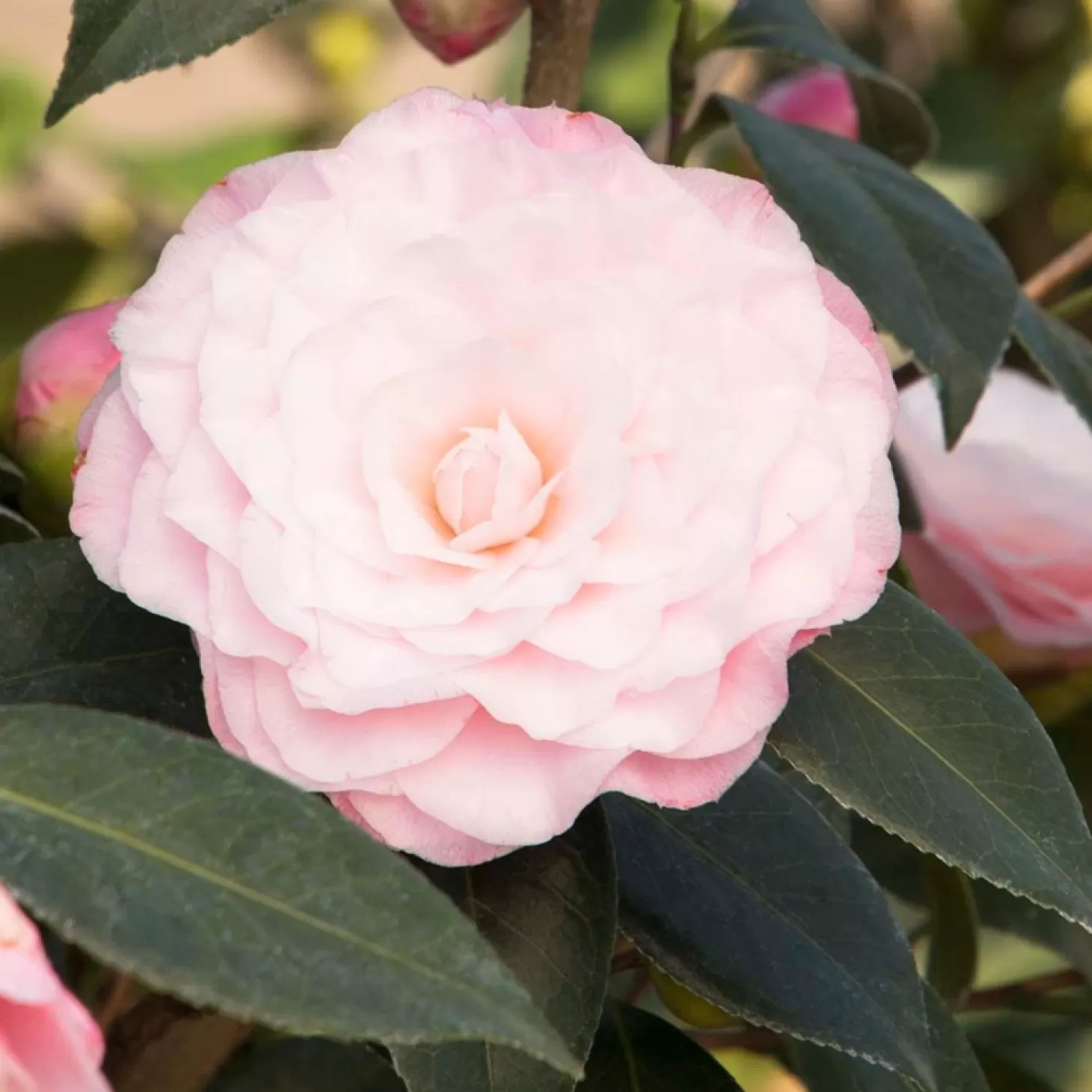 Landscape Plants>Roger's Gardens Camellia 'Nuccio's Pearl' - Nuccio's Pearl Camellia - 5 Gallon