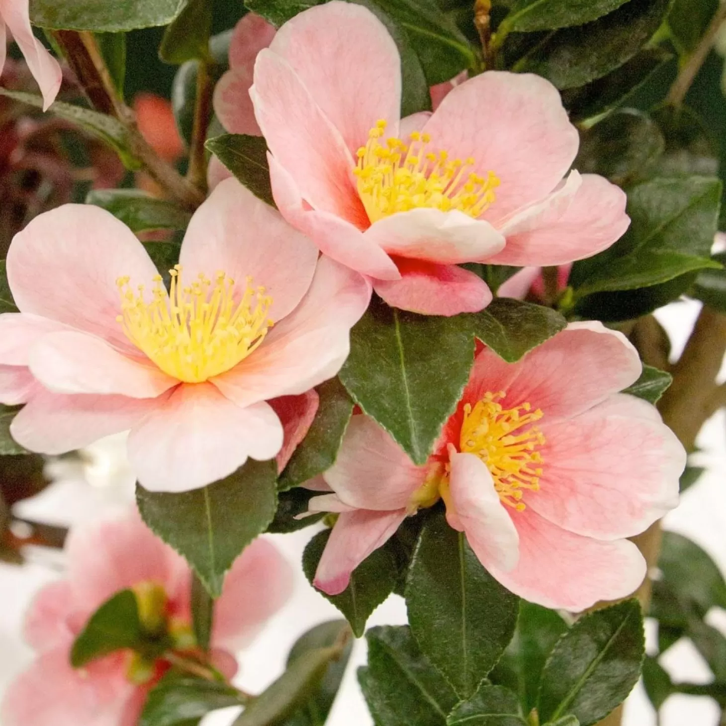 Landscape Plants>Roger's Gardens Camellia 'Pink Yuletide'® Pp - Pink-A-Boo Camellia - 2 Gallon