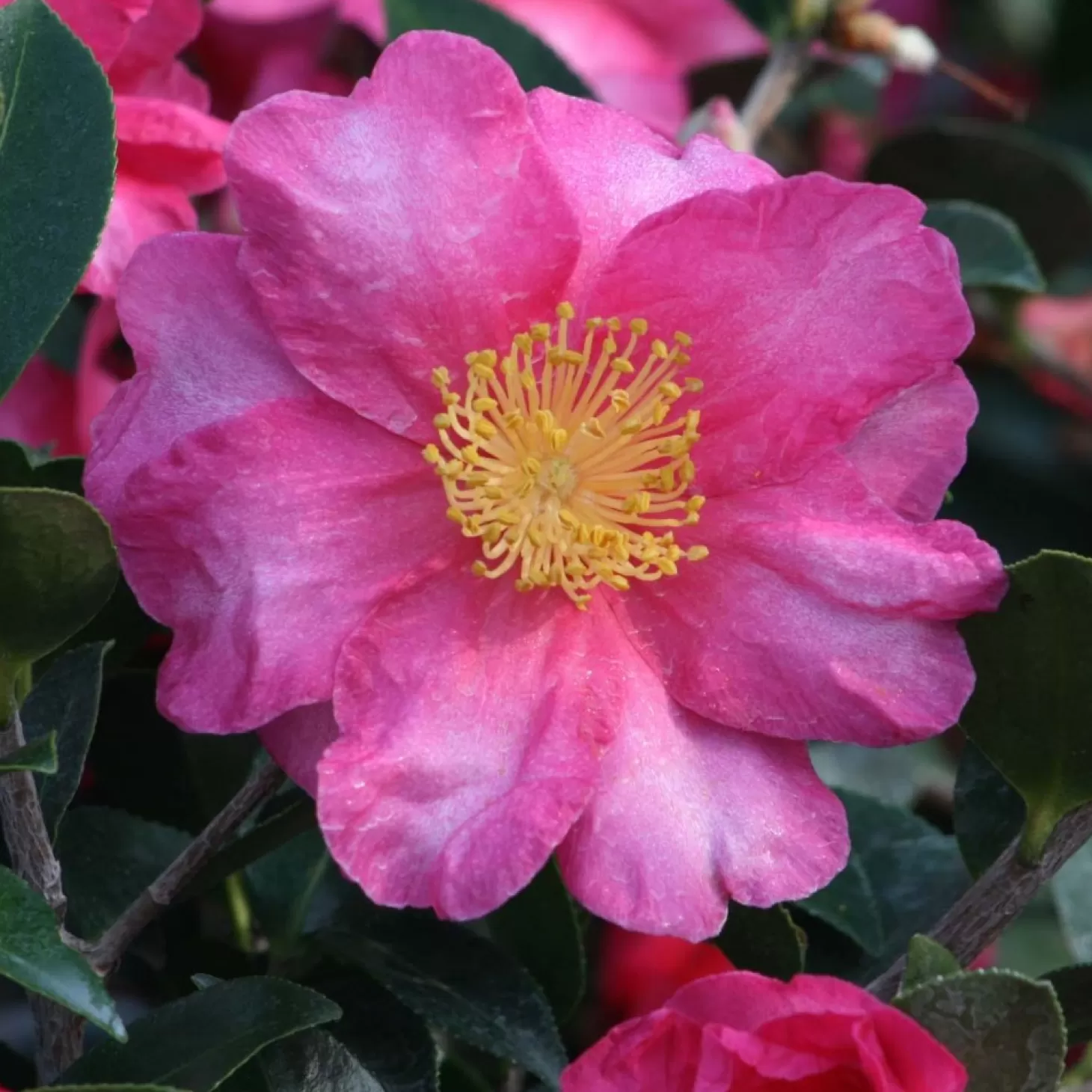 Landscape Plants>Roger's Gardens Camellia 'shishi Gashira' - Shishi Gashira Camellia - 5 Gallon