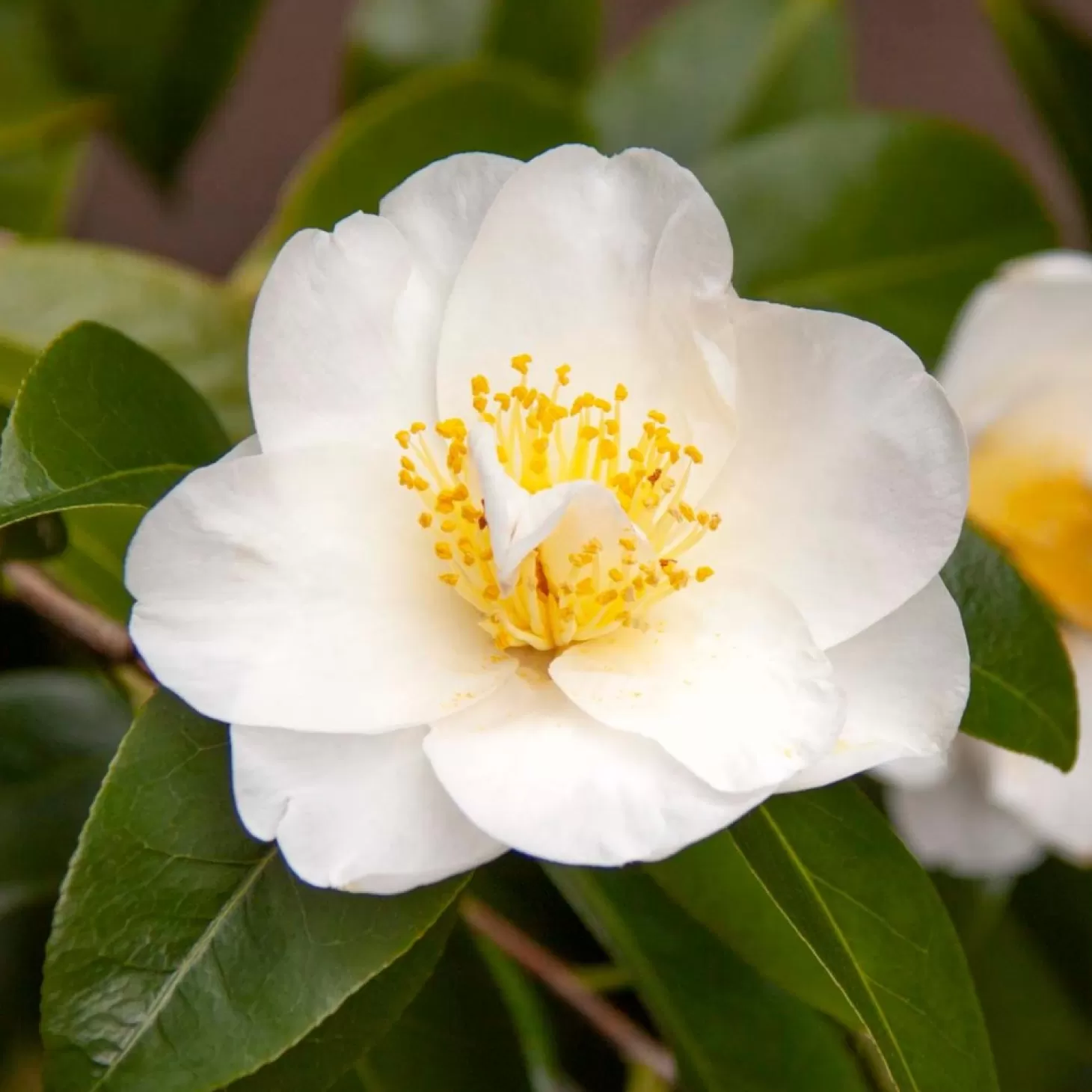 Landscape Plants>Roger's Gardens Camellia 'silver Waves' - Silver Waves Camellia - 5 Gallon