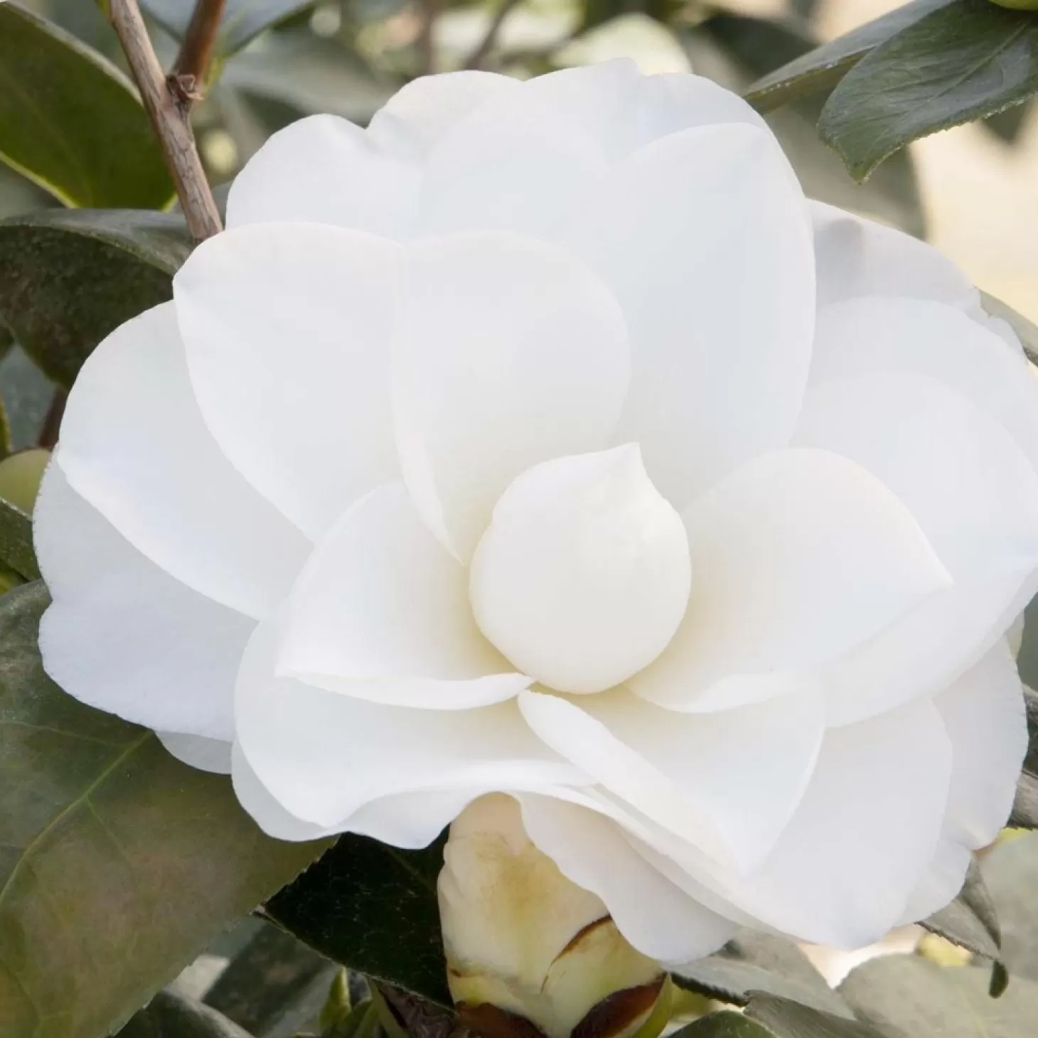 Landscape Plants>Roger's Gardens Camellia 'swan Lake'® - Swan Lake Camellia - 7 Gallon