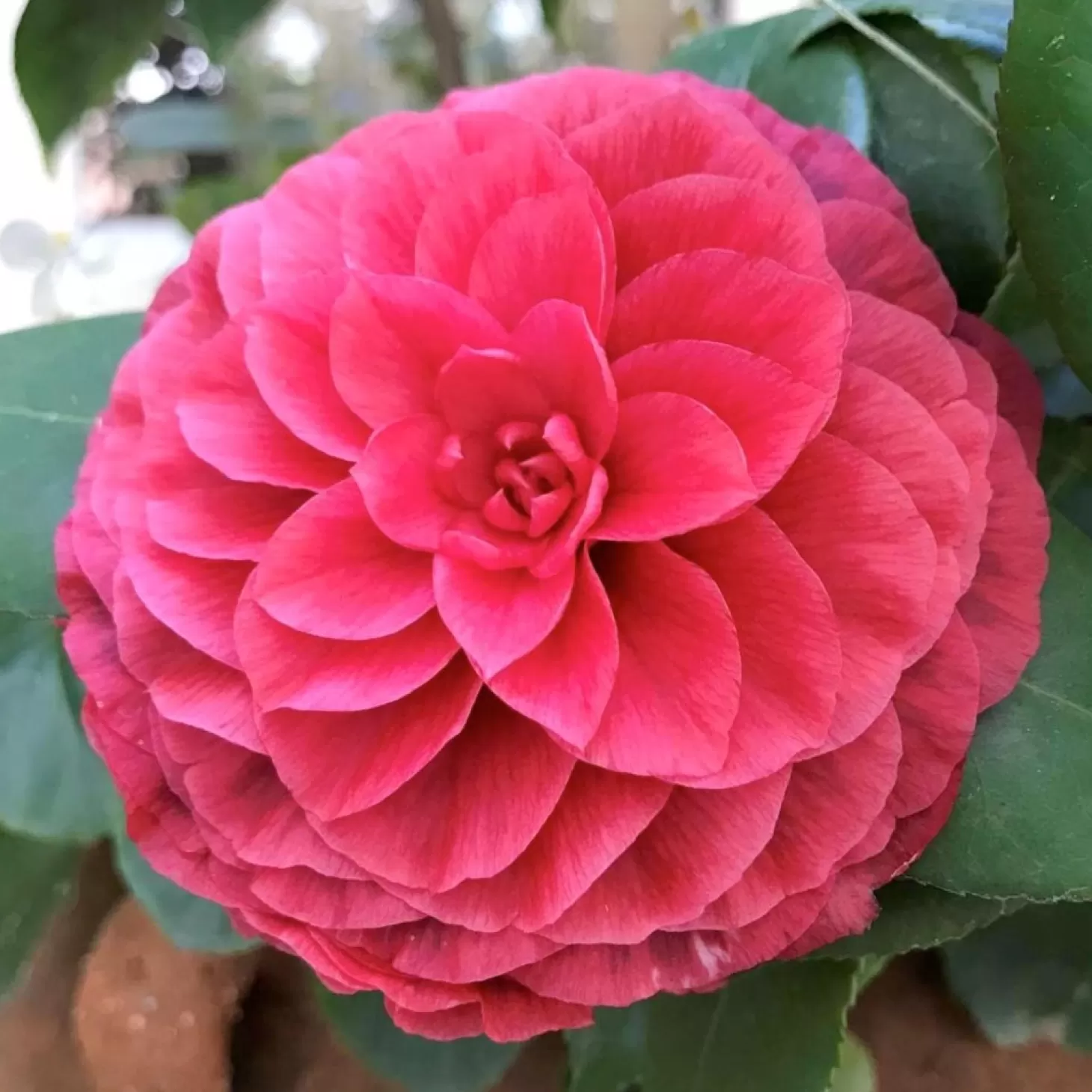 Landscape Plants>Roger's Gardens Camellia 'Vestito Rosso'® - Vestito Rosso Camellia - 7 Gallon