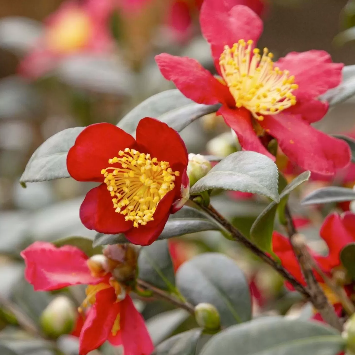 Landscape Plants>Roger's Gardens Camellia 'Yuletide' - Yuletide Camellia - 15 Gallon