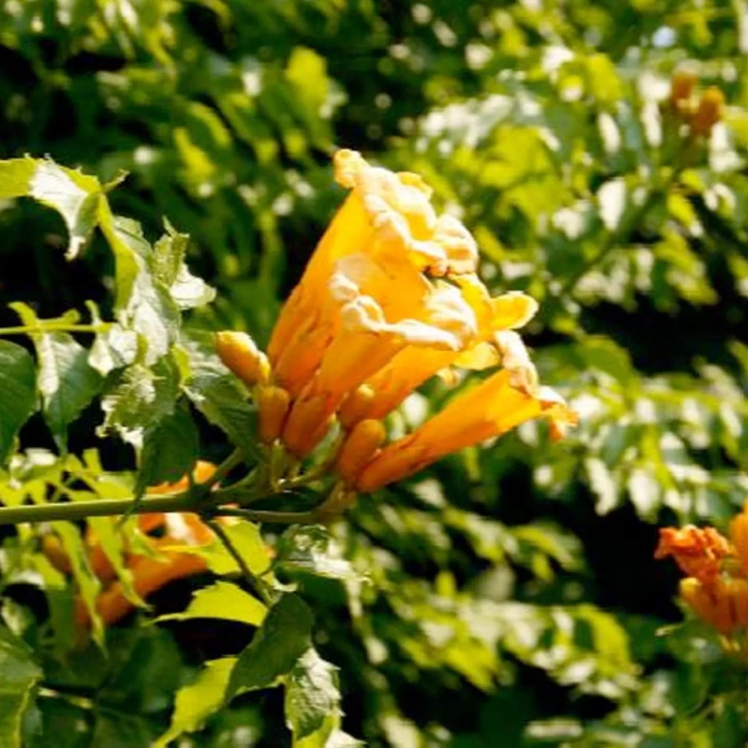 Landscape Plants>Roger's Gardens Campsis Flava - Campsis Trumpet Vine - 5 Gallon