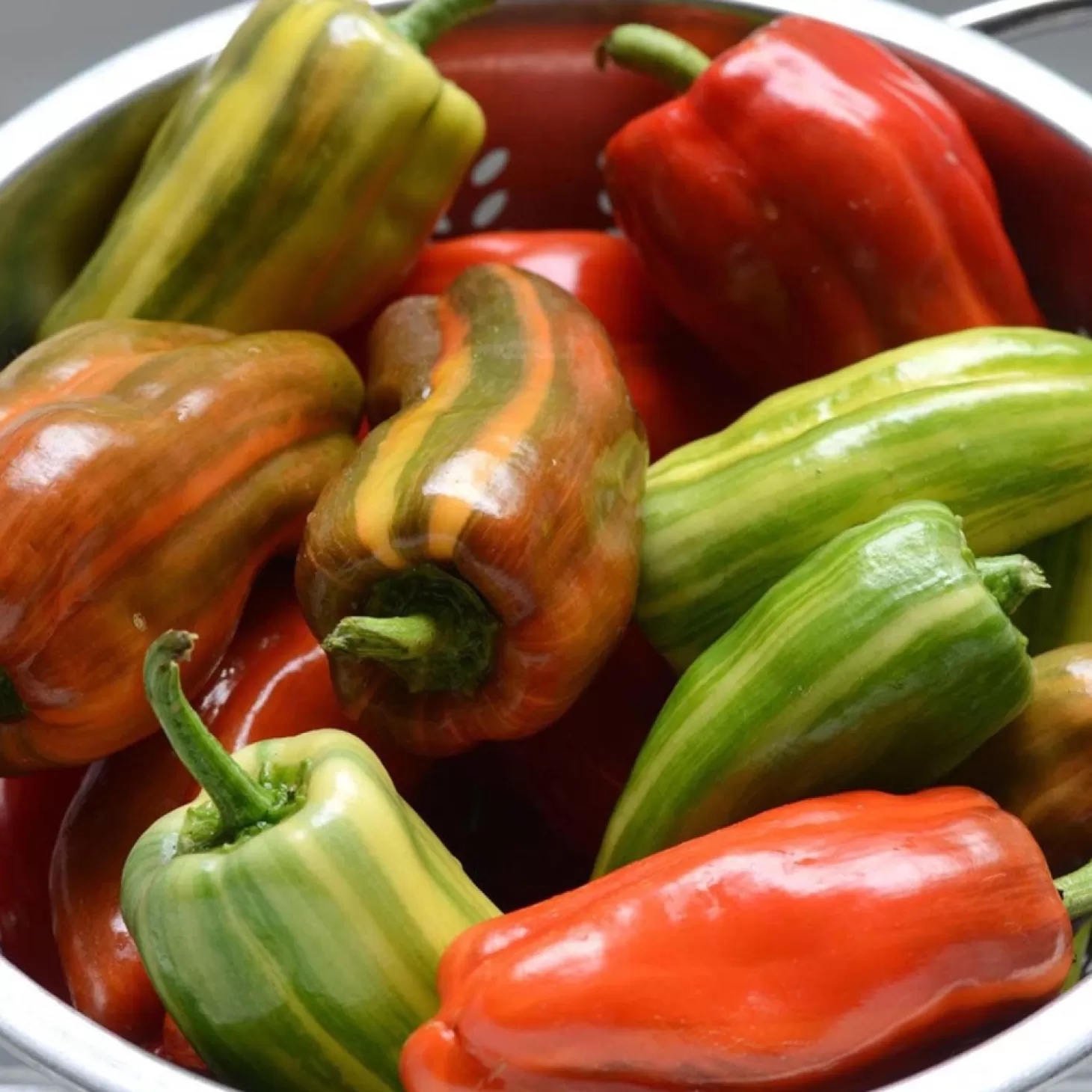 Peppers>Roger's Gardens Candy Cane Red - 4" Pot