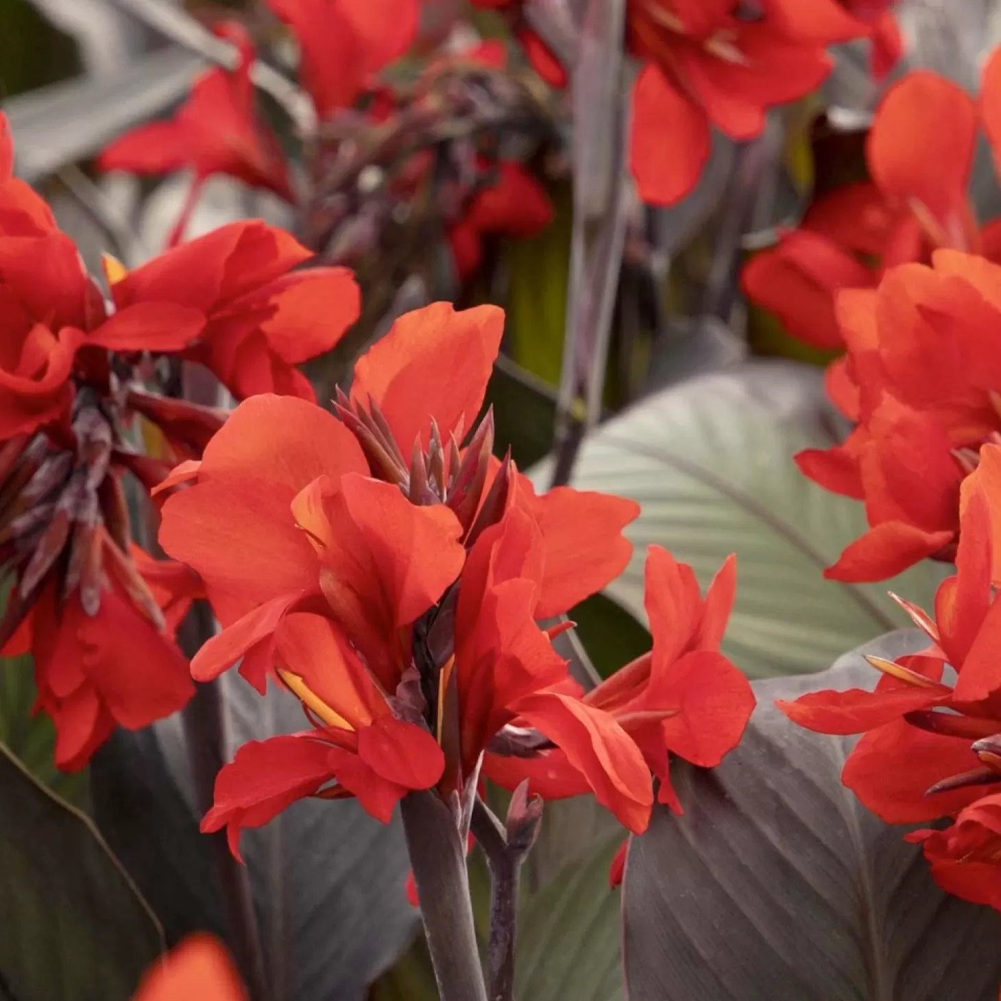 Landscape Plants>Roger's Gardens Canna 'Bronze Scarlet'® - Bronze Scarlet Canna Lily - 1 Gallon