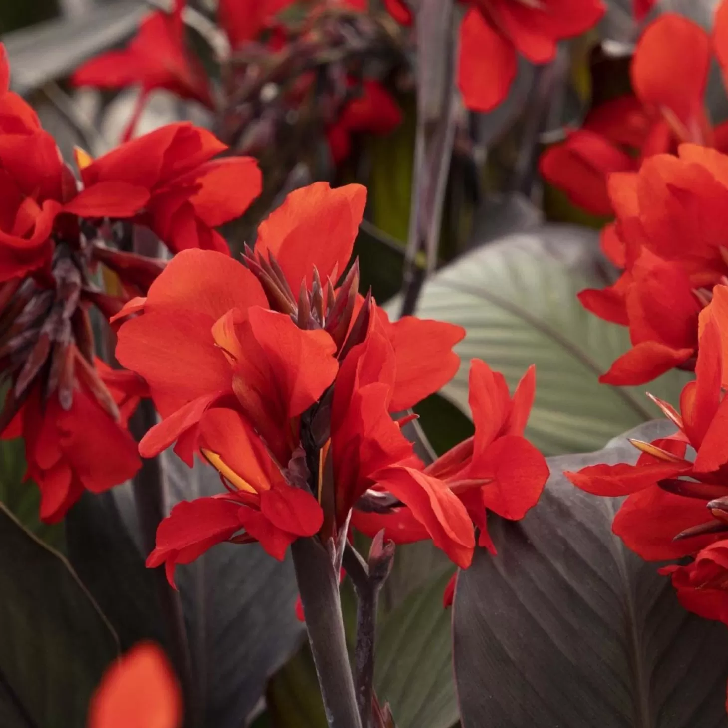 Landscape Plants>Roger's Gardens Canna 'scarlet'® - Bronze Scarlet Canna Lily - 2 Gallon