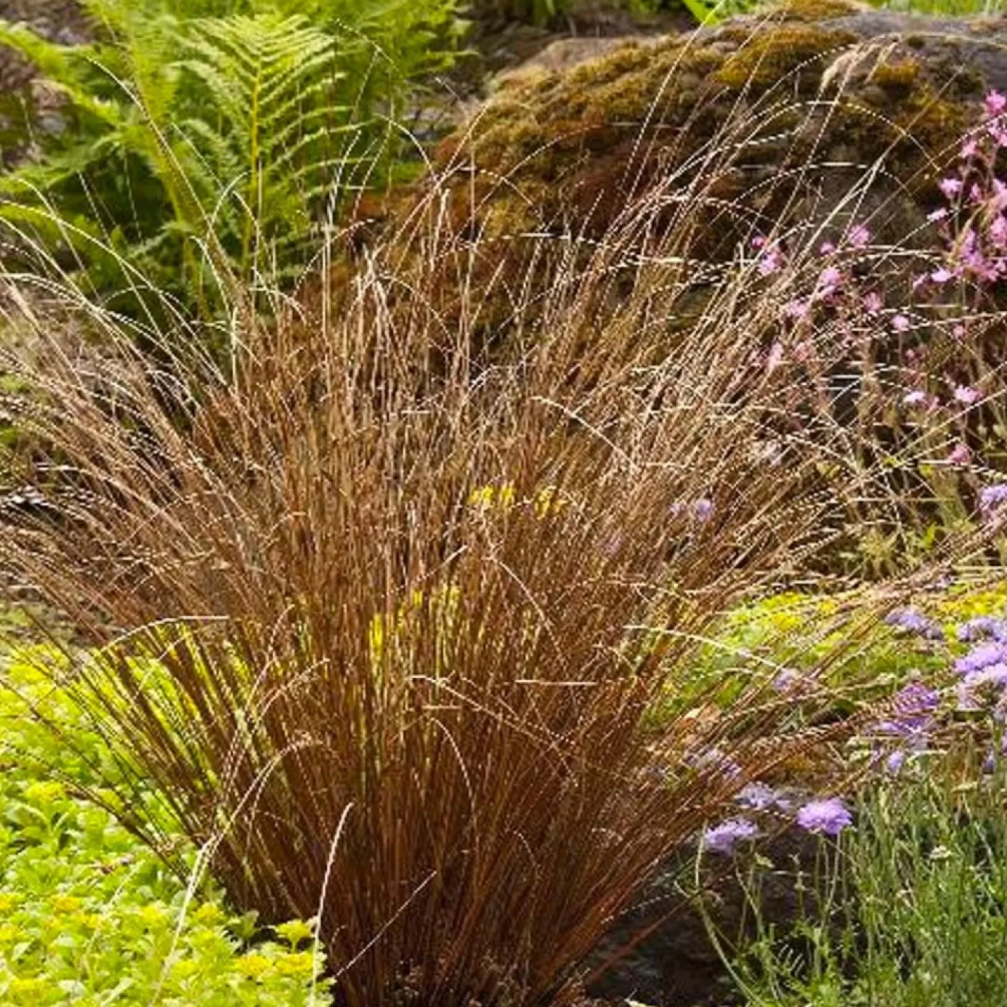 Landscape Plants>Roger's Gardens Carex Buchananii - Fox Red Curly Sedge - 1 Gallon