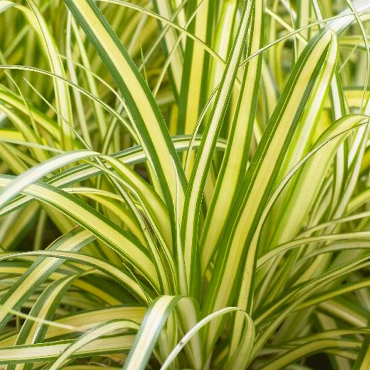 Landscape Plants>Roger's Gardens Carex 'Everoro'® Pp - Everoro Sedge - 1 Gallon