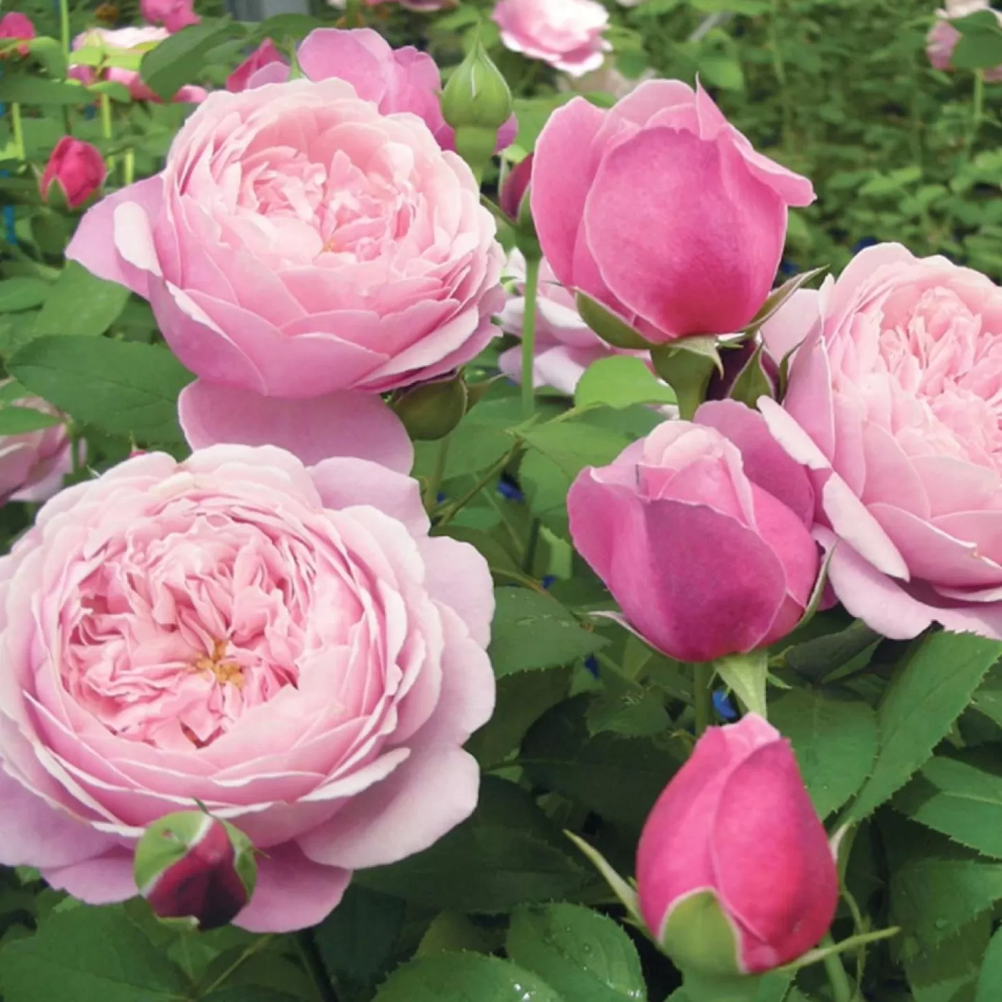 Roses>Roger's Gardens Cathedral Bells - 5 Gallon