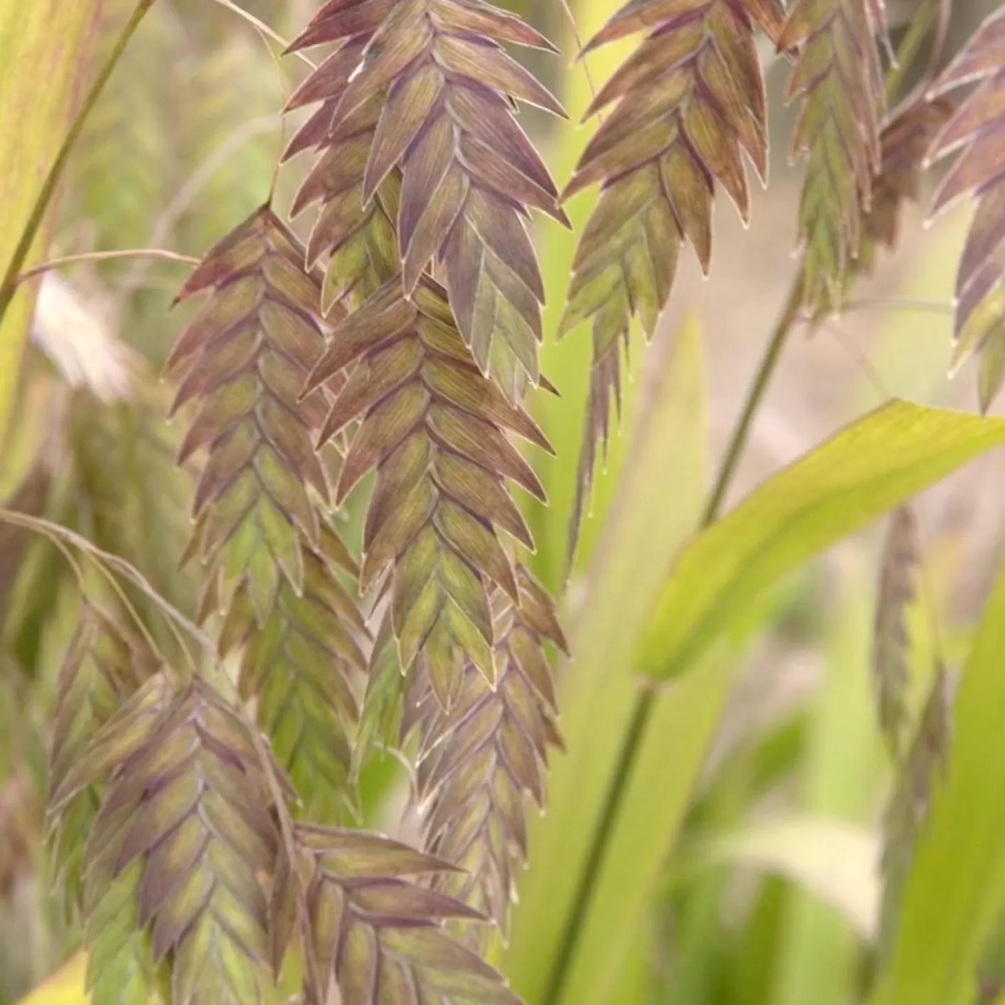 Landscape Plants>Roger's Gardens Chasmanthium Latifolium - Northern Sea Oats - 1 Gallon