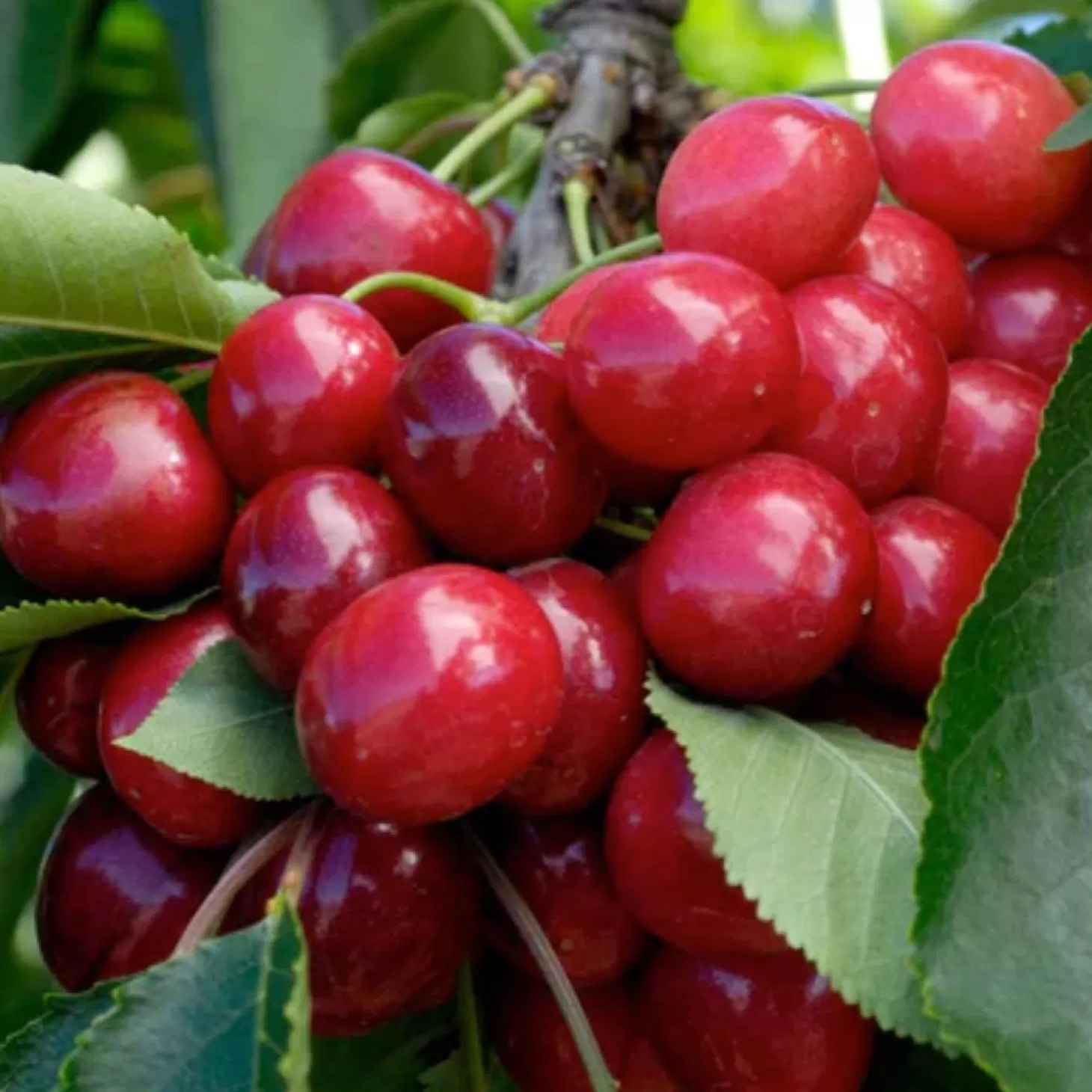 Fruit Trees>Roger's Gardens Cherry 'Bing' - Semi-Dwarf - #5 Gallon