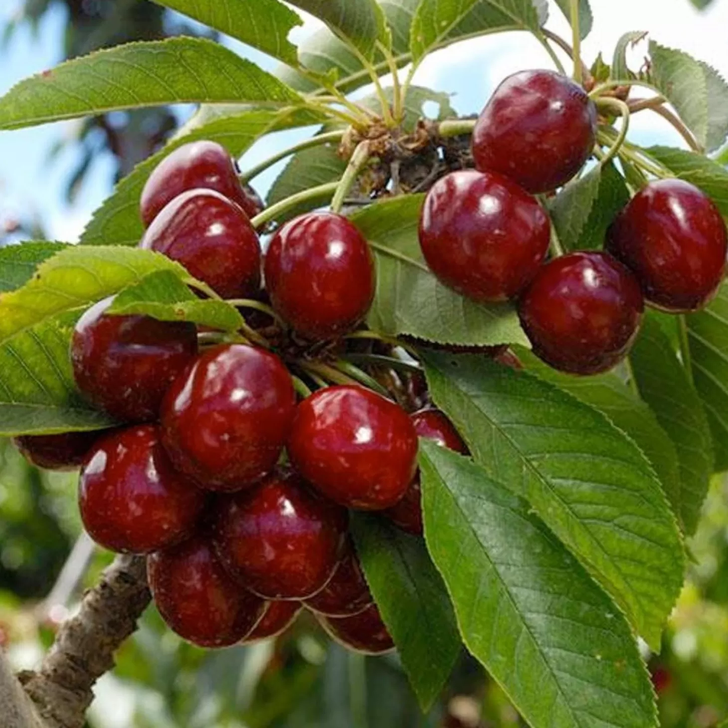 Fruit Trees>Roger's Gardens Cherry 'Lapins' - Std.Root - #5 Gallon