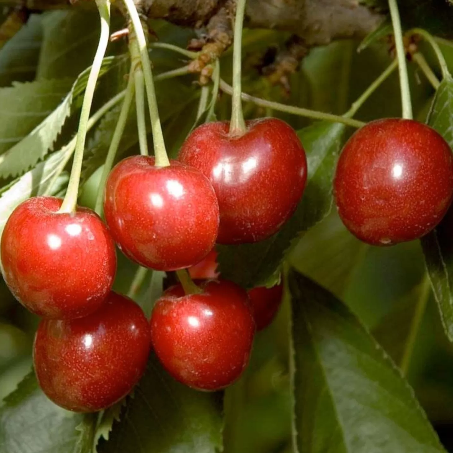 Fruit Trees>Roger's Gardens Cherry 'Minnie Royal' - Std. Root - #15 Gallon