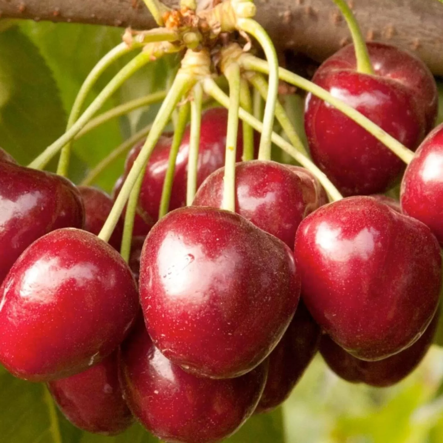 Fruit Trees>Roger's Gardens Cherry 'Royal Crimson' - Std. Root - 24" Box