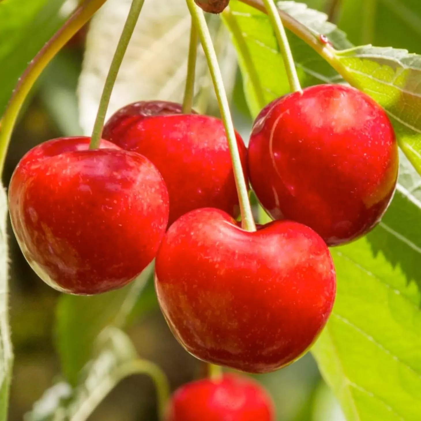 Fruit Trees>Roger's Gardens Cherry 'Royal Lee' - Std. Root - #15 Gallon