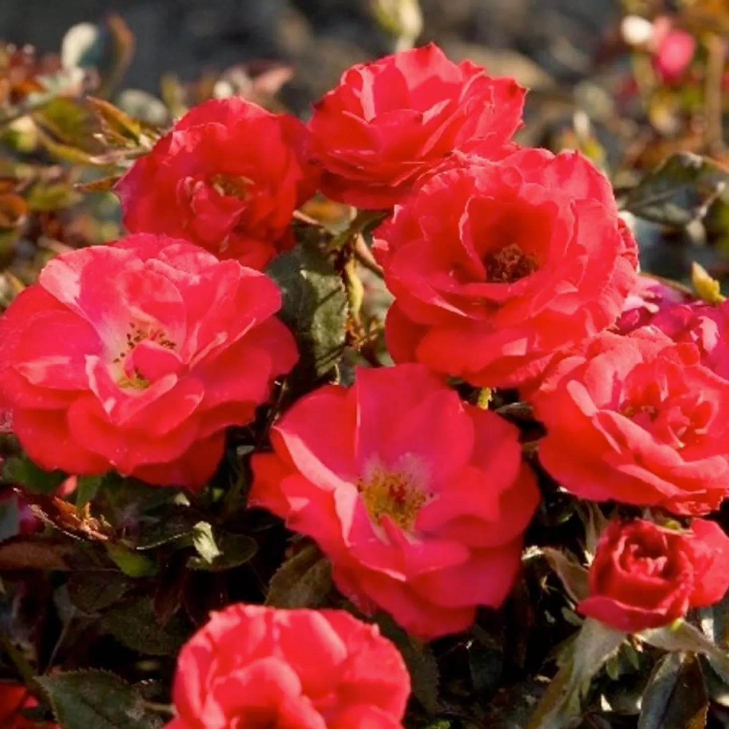 Roses>Roger's Gardens Cherry Sunblaze - Mini - 3 Gallon