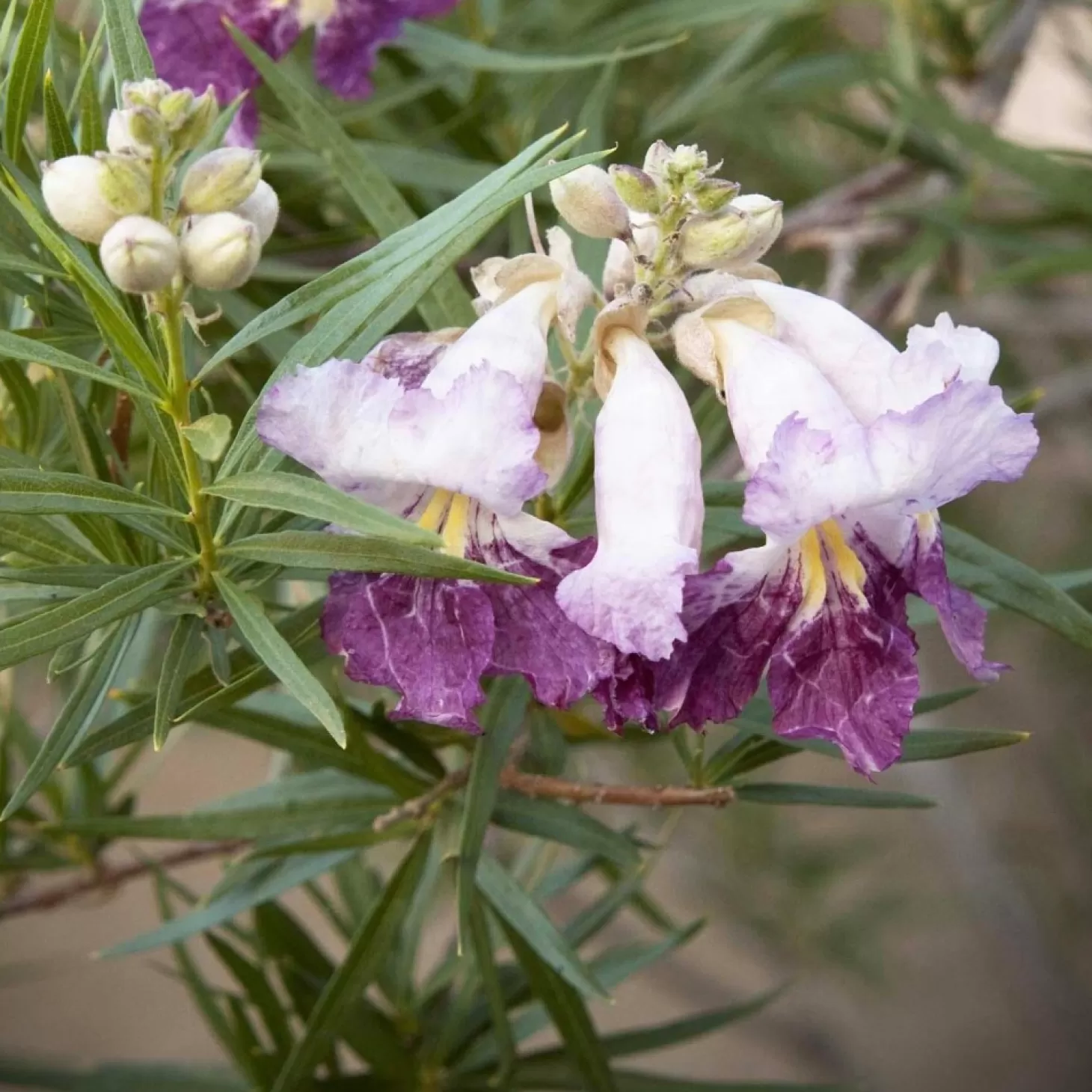 Landscape Plants>Roger's Gardens Chilopsis 'Timeless Beauty'® - Desert Willow - 15 Gallon