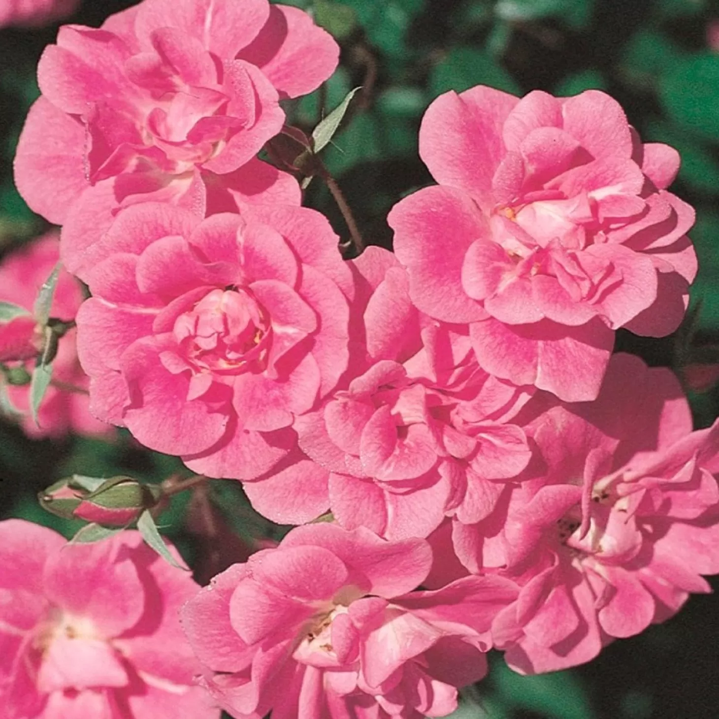 Roses>Roger's Gardens China Doll - 48" Tree - 5 Gallon