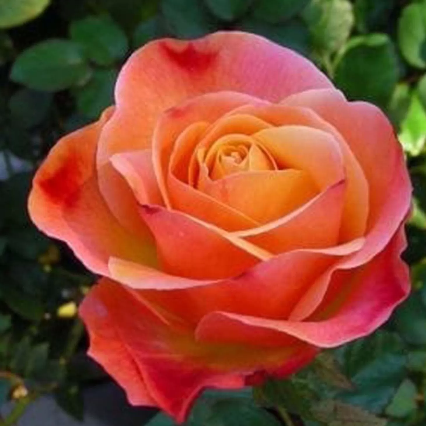 Roses>Roger's Gardens Colorific - 5 Gallon