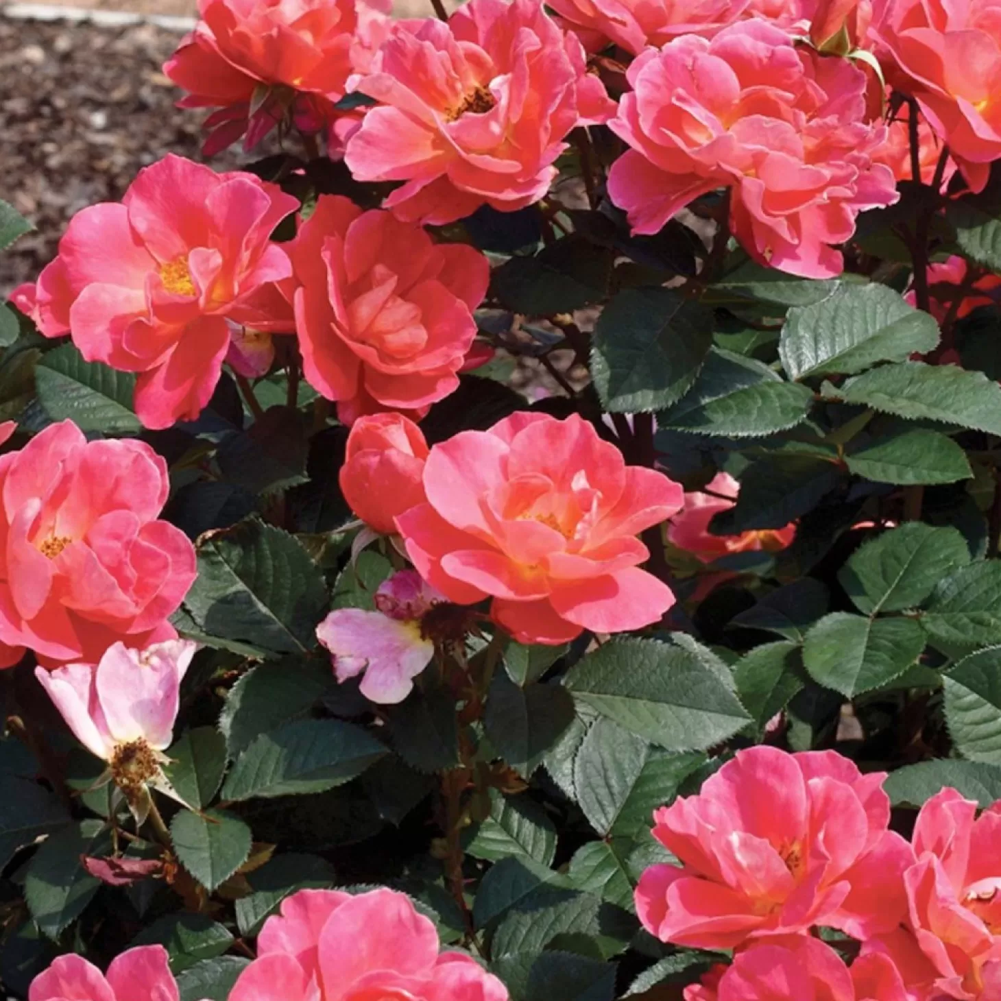 Roses>Roger's Gardens Coral Miracle - 5 Gallon