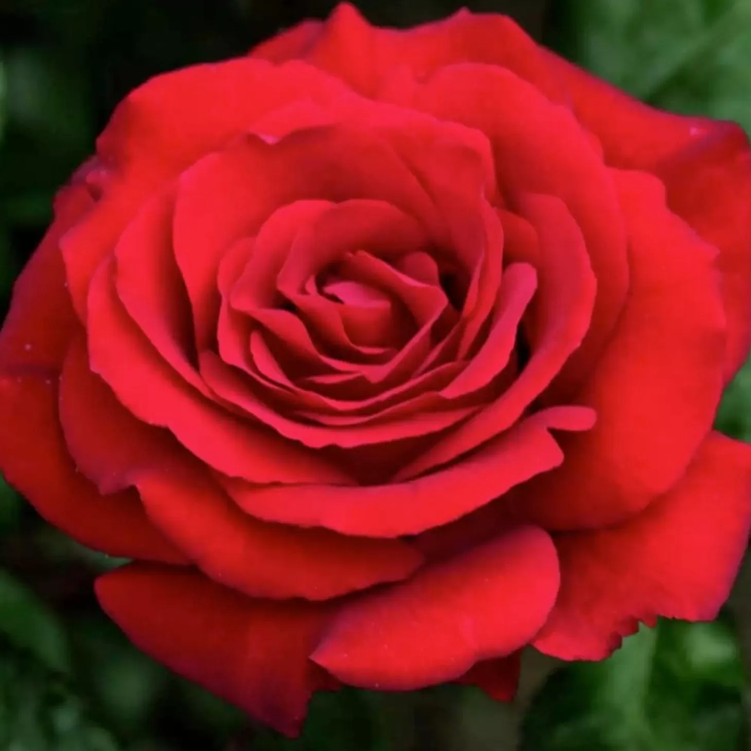 Roses>Roger's Gardens Crimson Bouquet - 15 Gallon