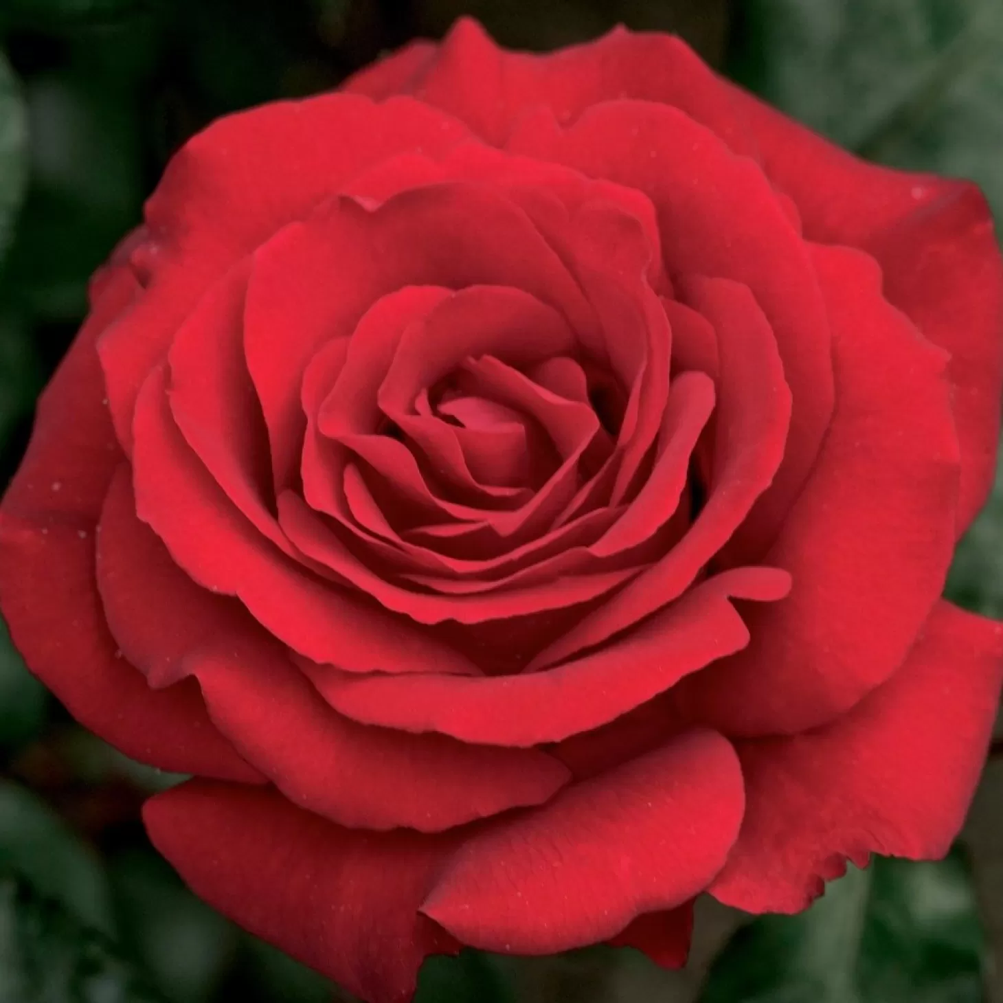 Roses>Roger's Gardens Crimson Bouquet - 5 Gallon