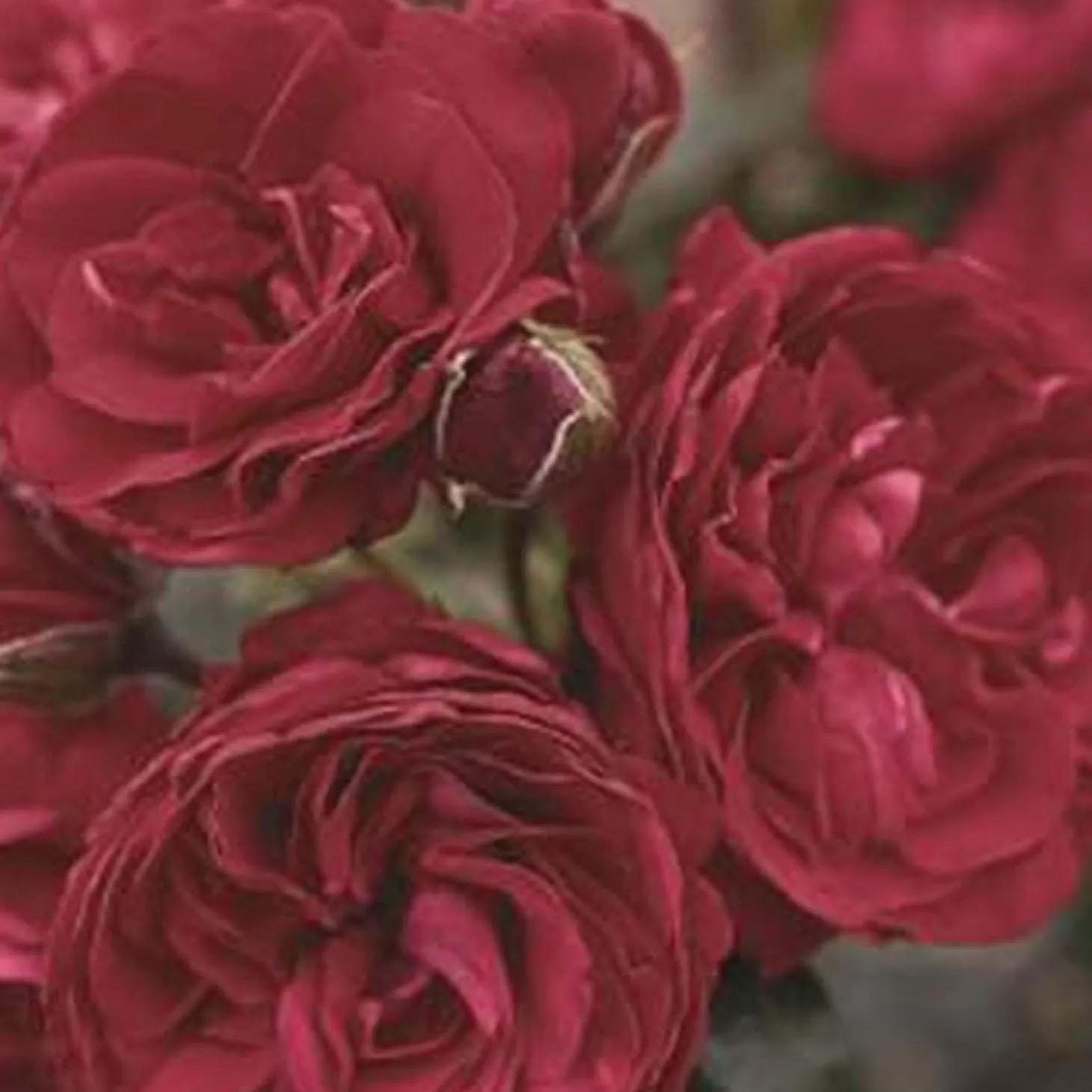 Roses>Roger's Gardens Crimson Sky - 5 Gallon