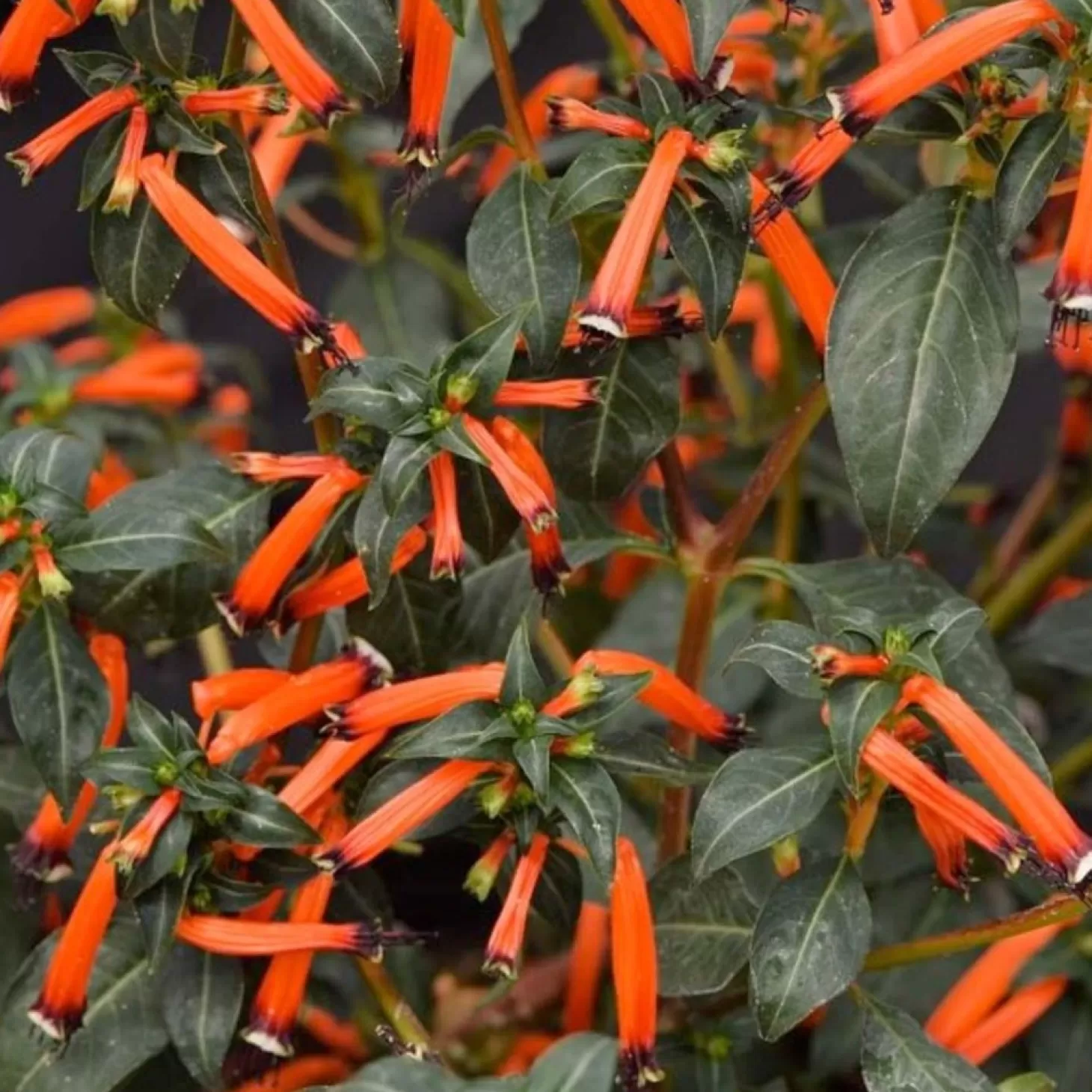 Hummingbird Plants>Roger's Gardens Cuphea 'Cherrybells'