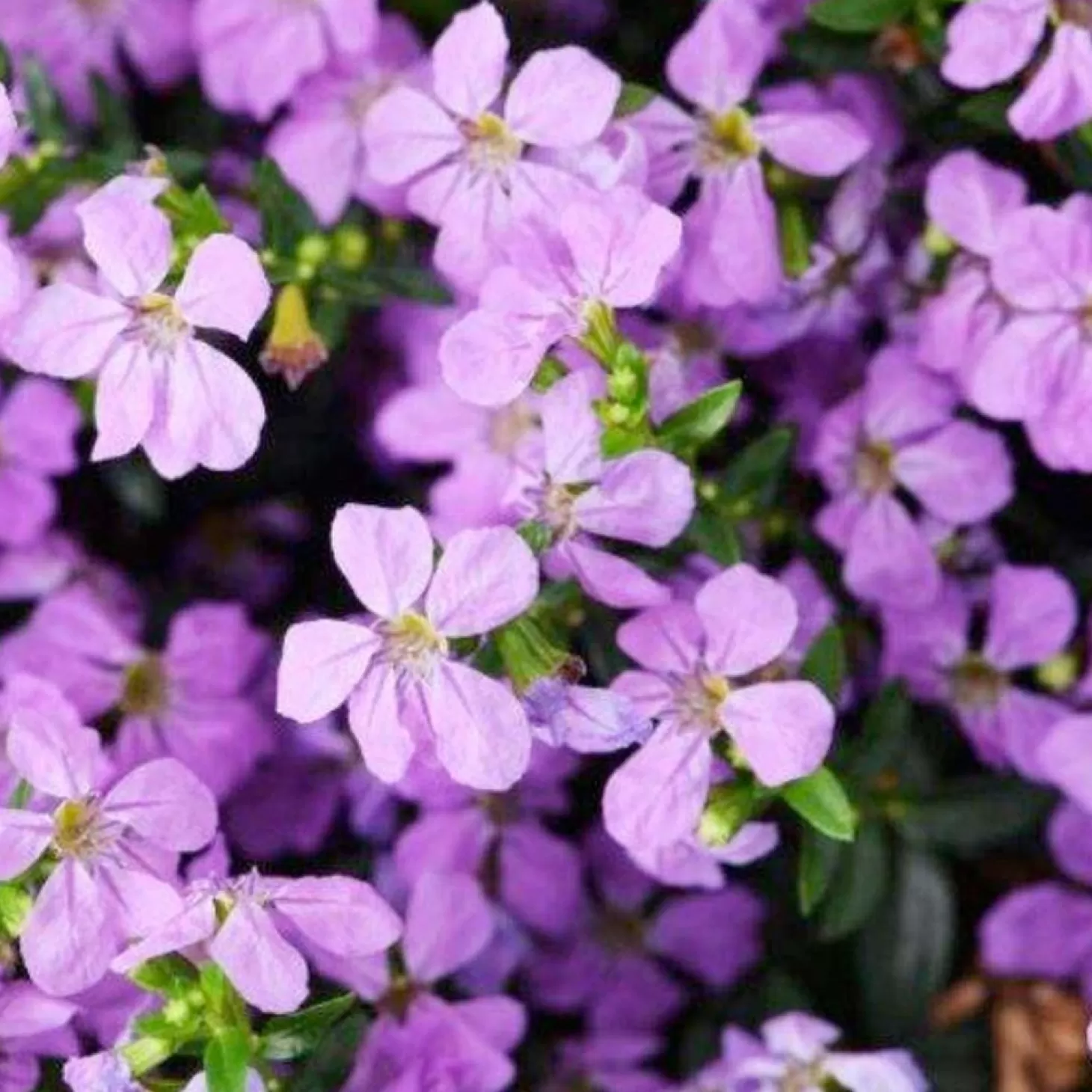 Hummingbird Plants>Roger's Gardens Cuphea 'Floriglory Sofia'