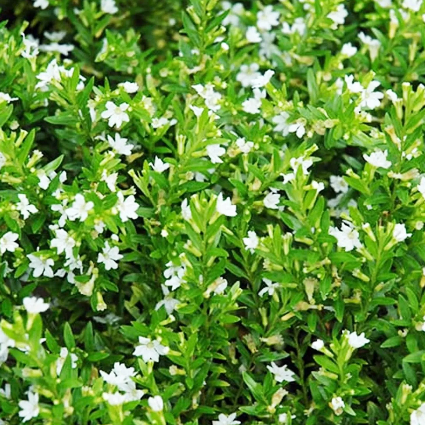 Hummingbird Plants>Roger's Gardens Cuphea 'Itsy Bitsy White'® - False Heather - 1 Gallon